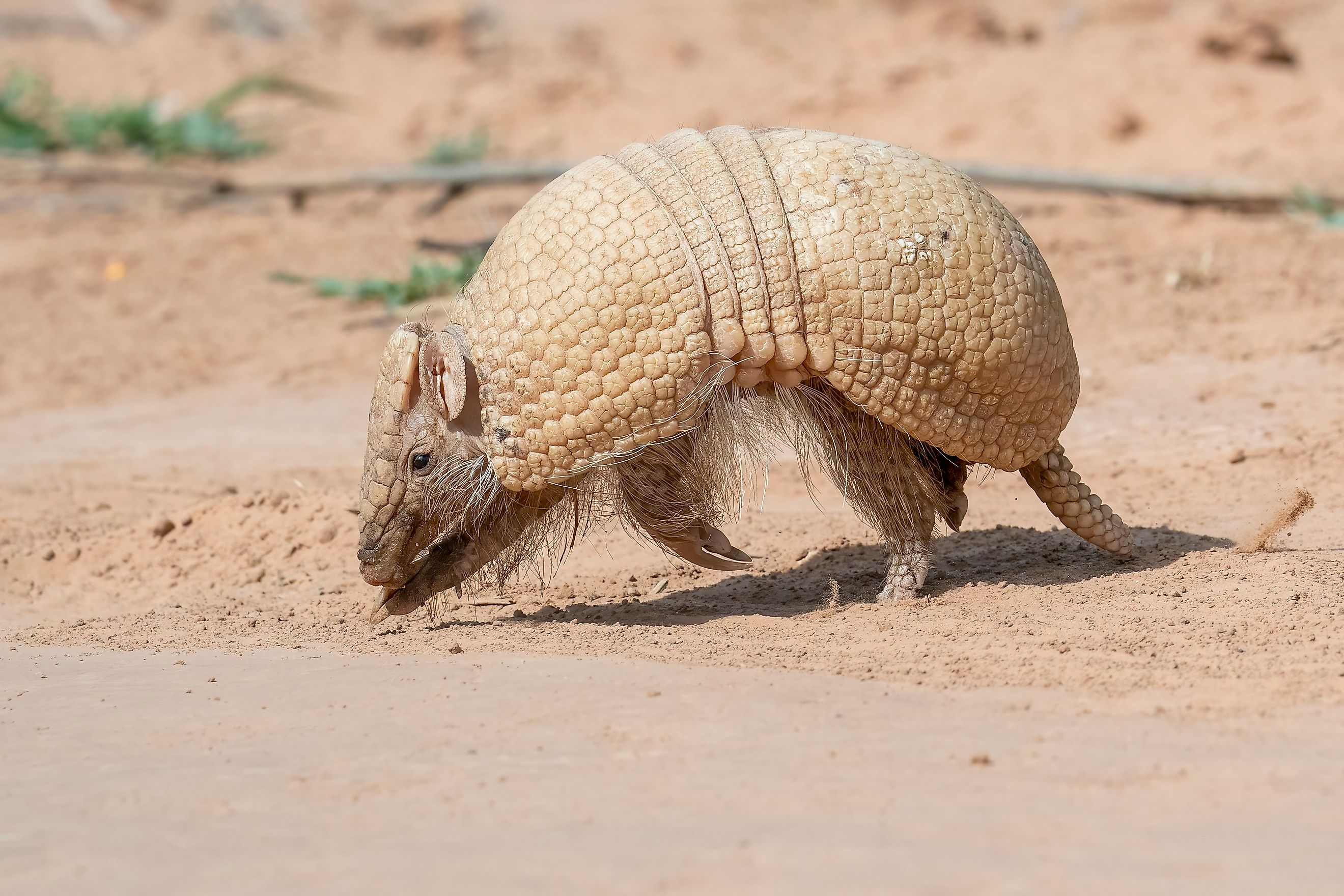 A Southern three-banded armadillo (Tolypeutes matacus)