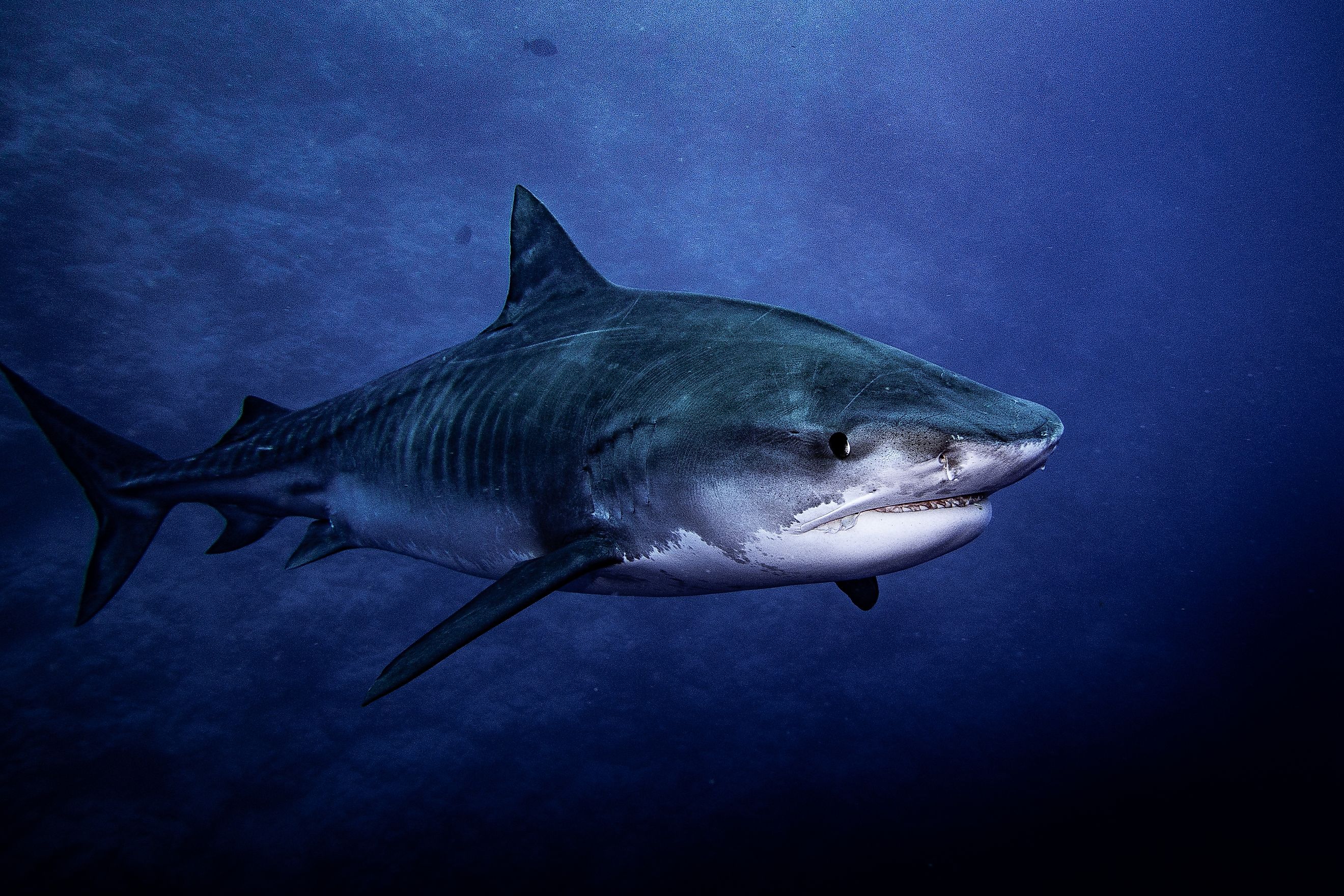 Tiger shark swimming around Fuvahmulah 5