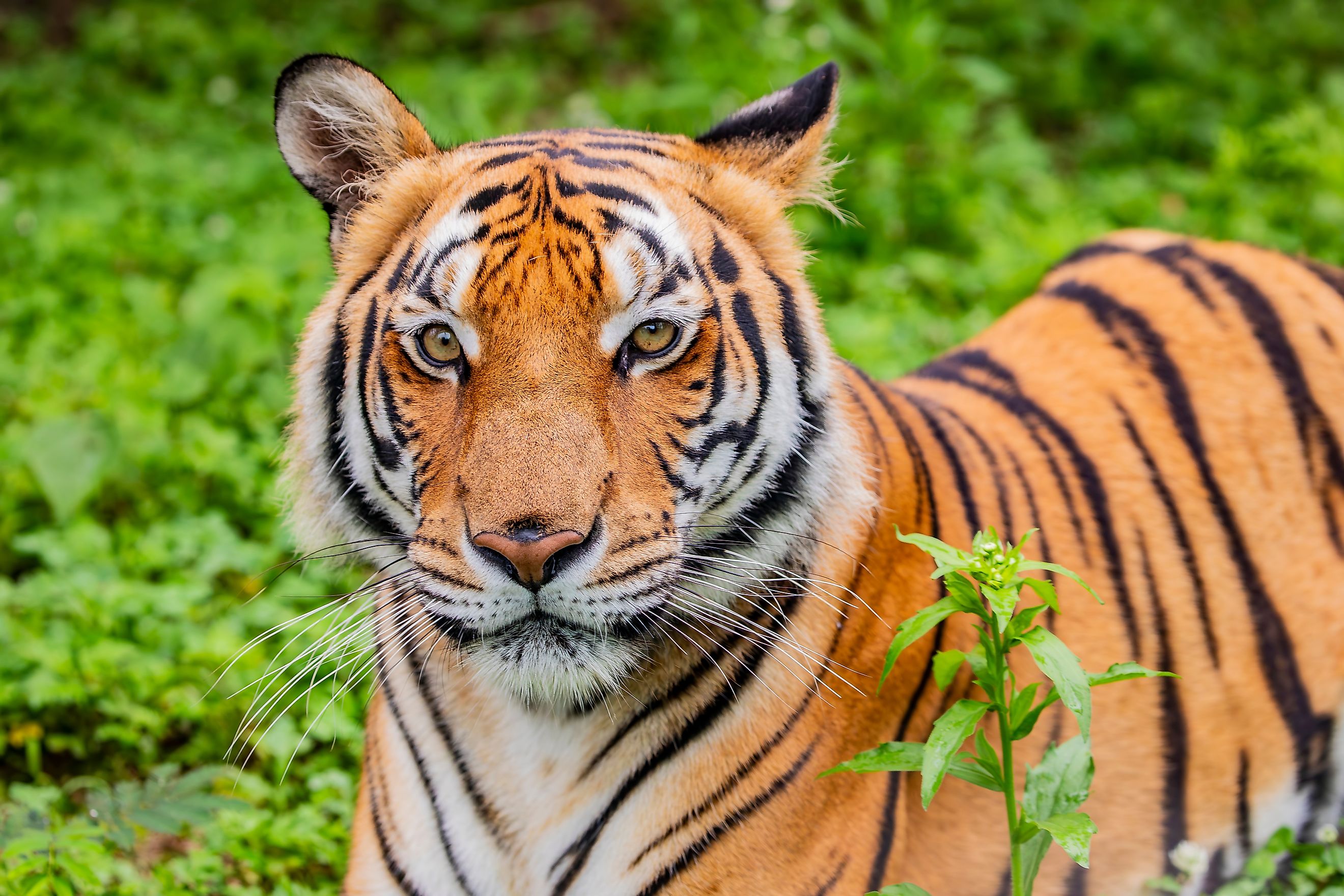 A South China Tiger (Panthera tigris amoyensis)