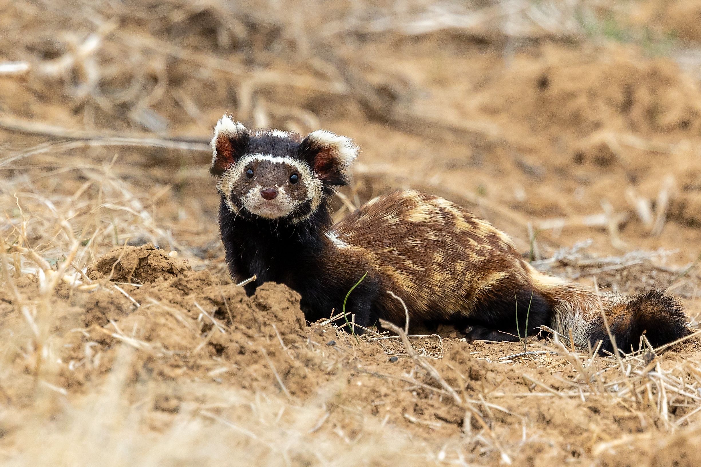 A marbled polecat (Vormela peregusna)