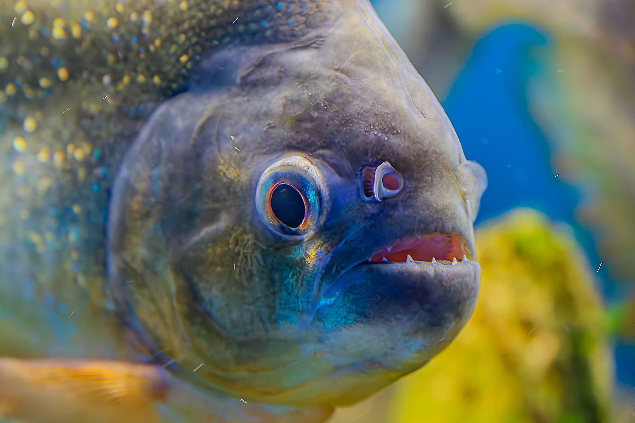 A Piranha