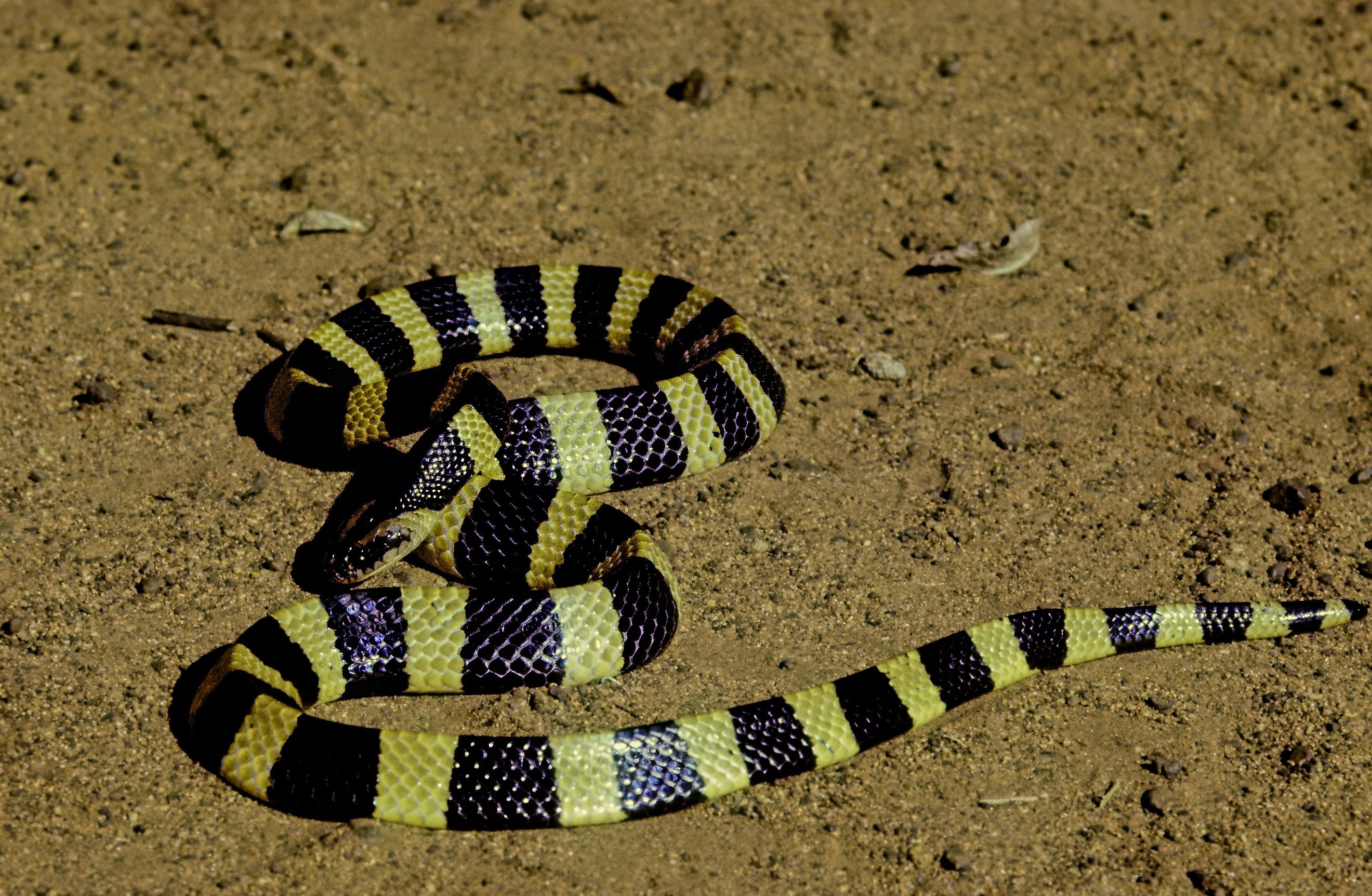 The banded krait (Bungarus fasciatus) is a highly venomous species of elapids endemic to Asia. 