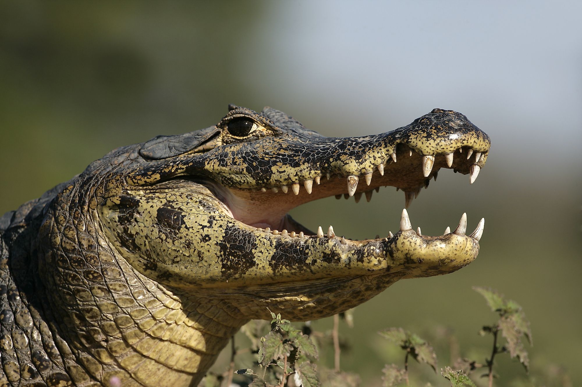 Spectacled caiman