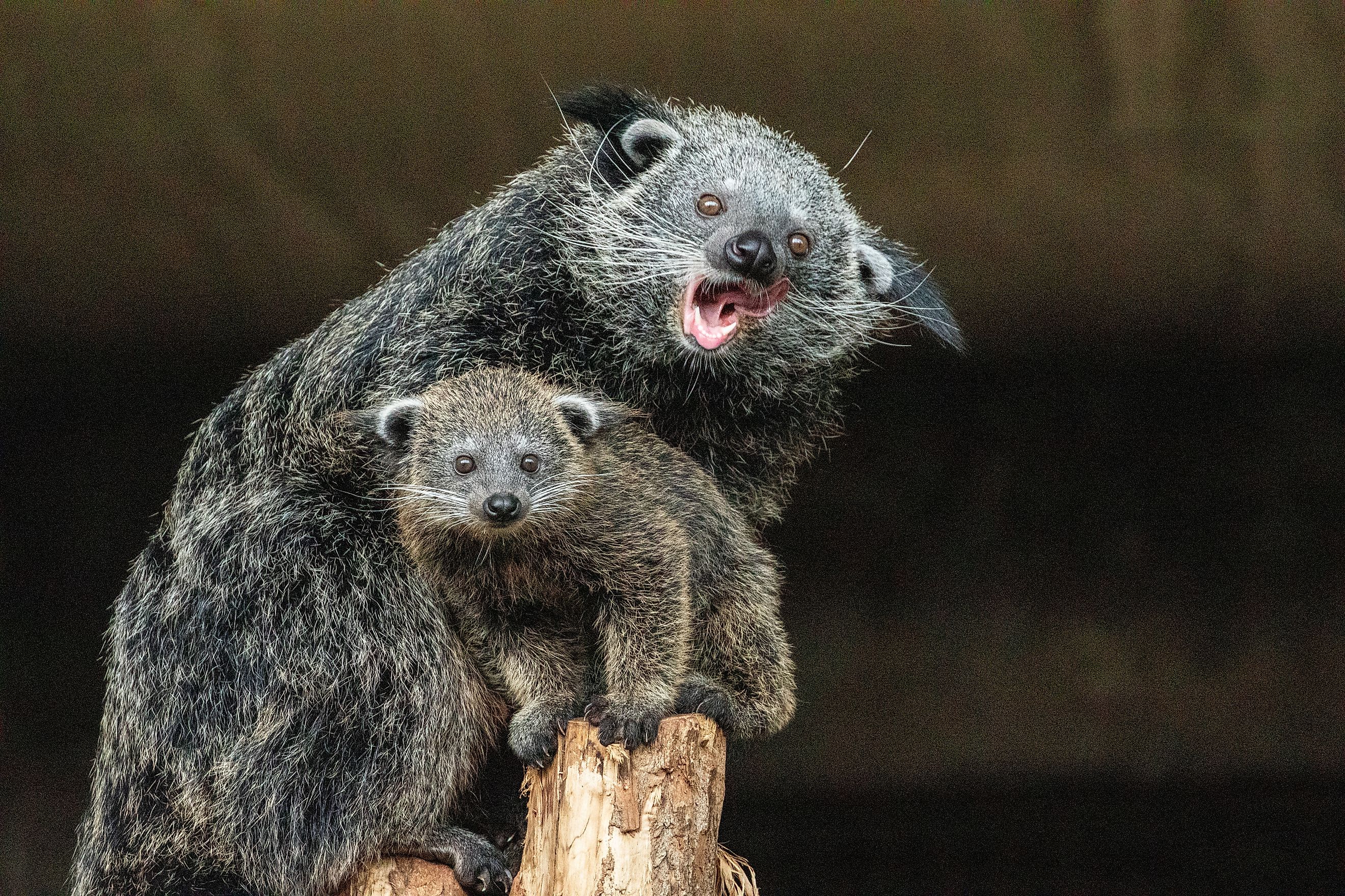 Binturong (Arctictis binturong) 