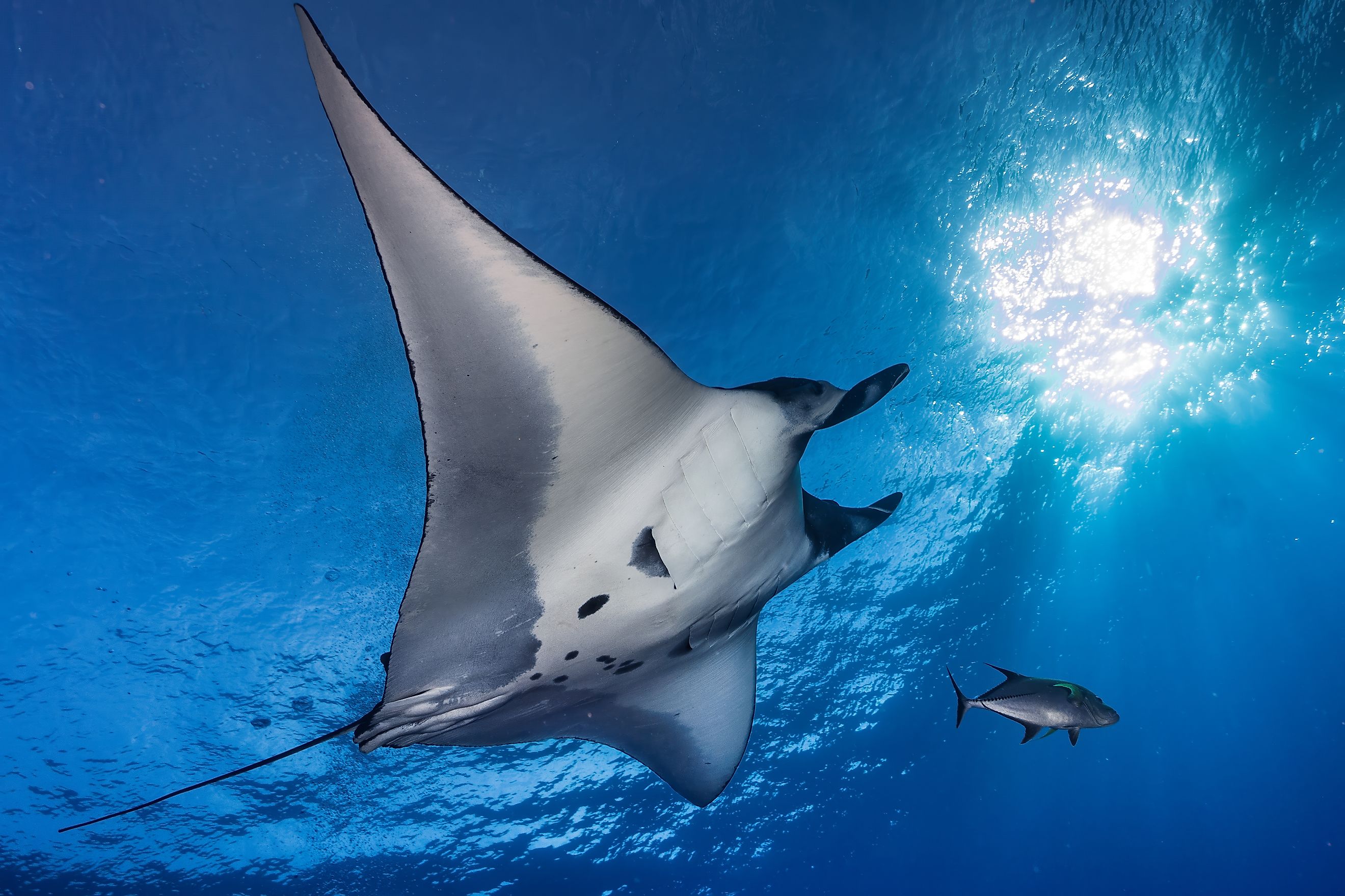 A giant manta ray (Mobula birostris)