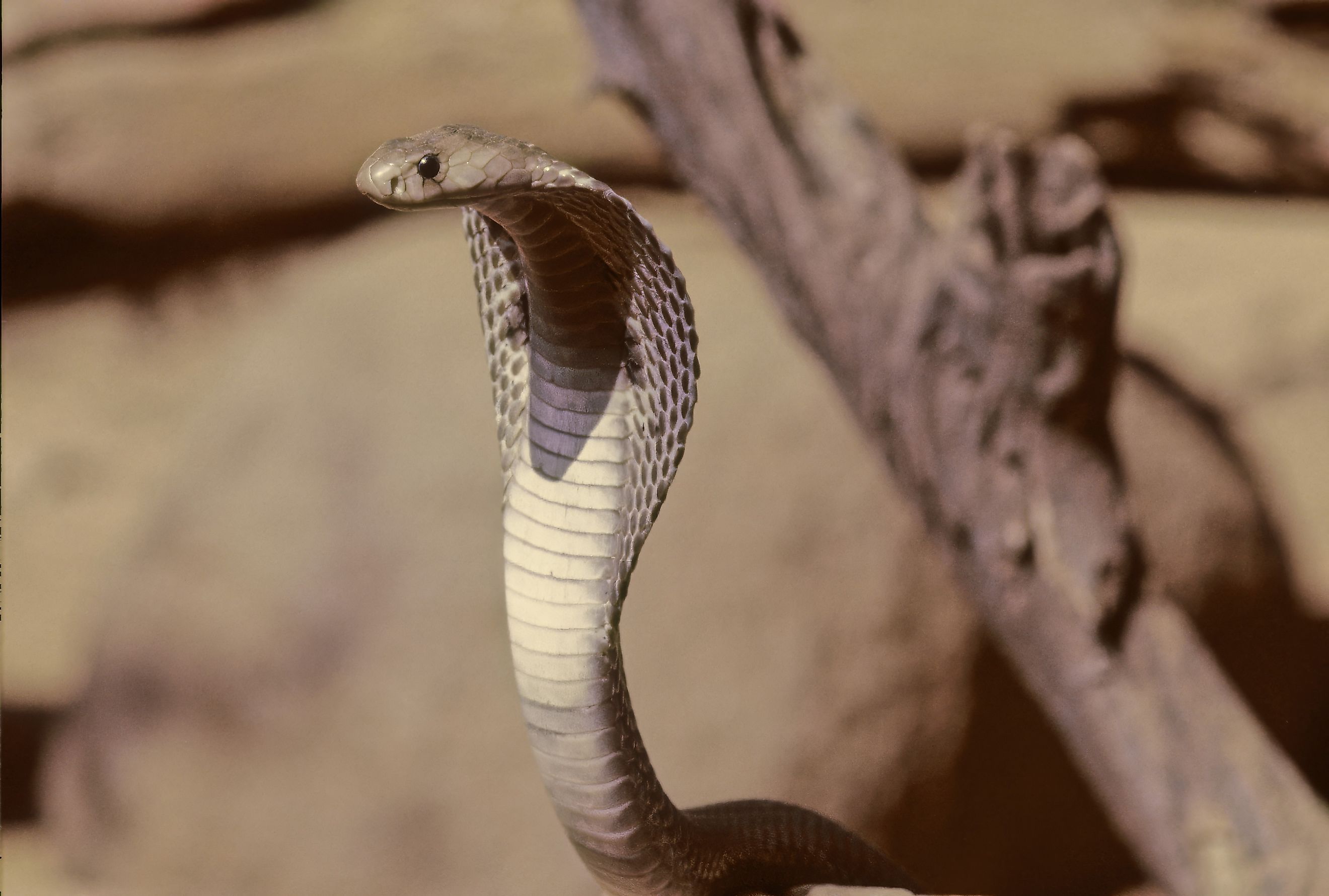 An Indian cobra (Naja naja)