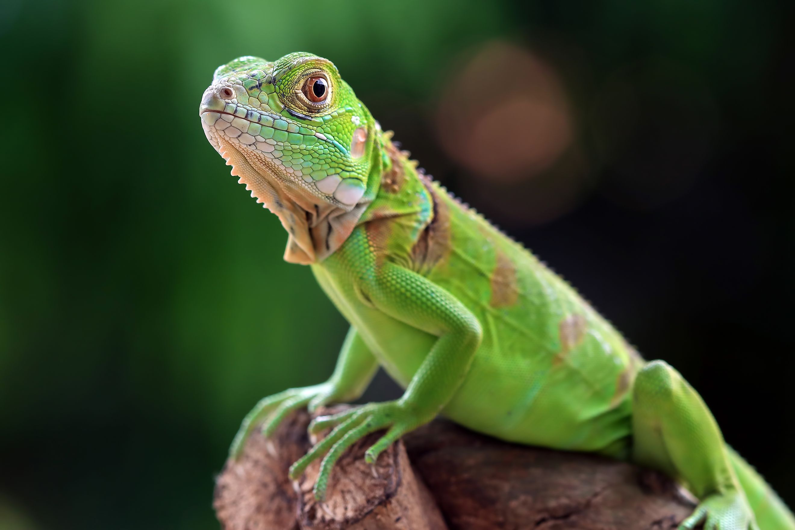 Green iguana side view on wood.