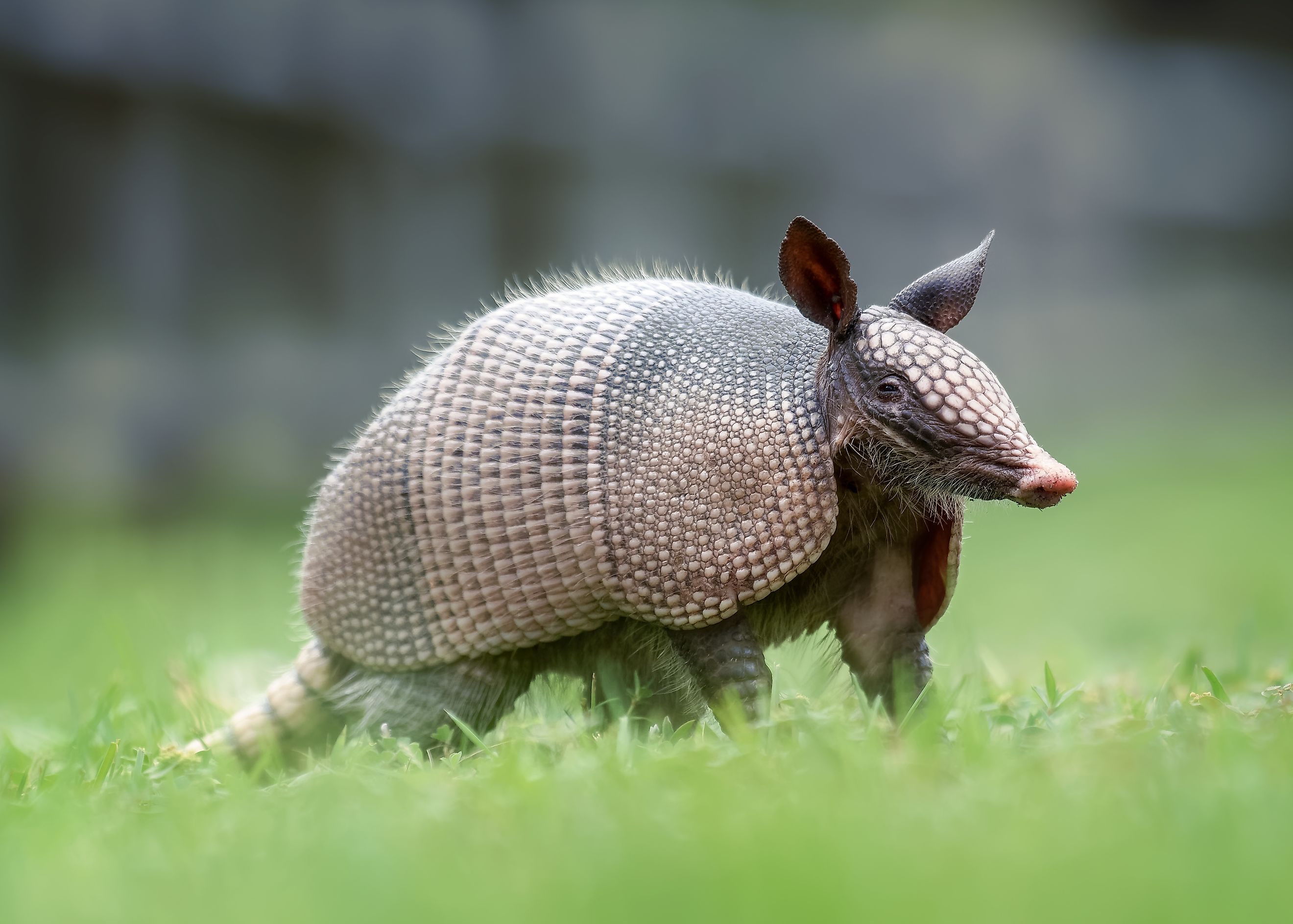 An armadillo
