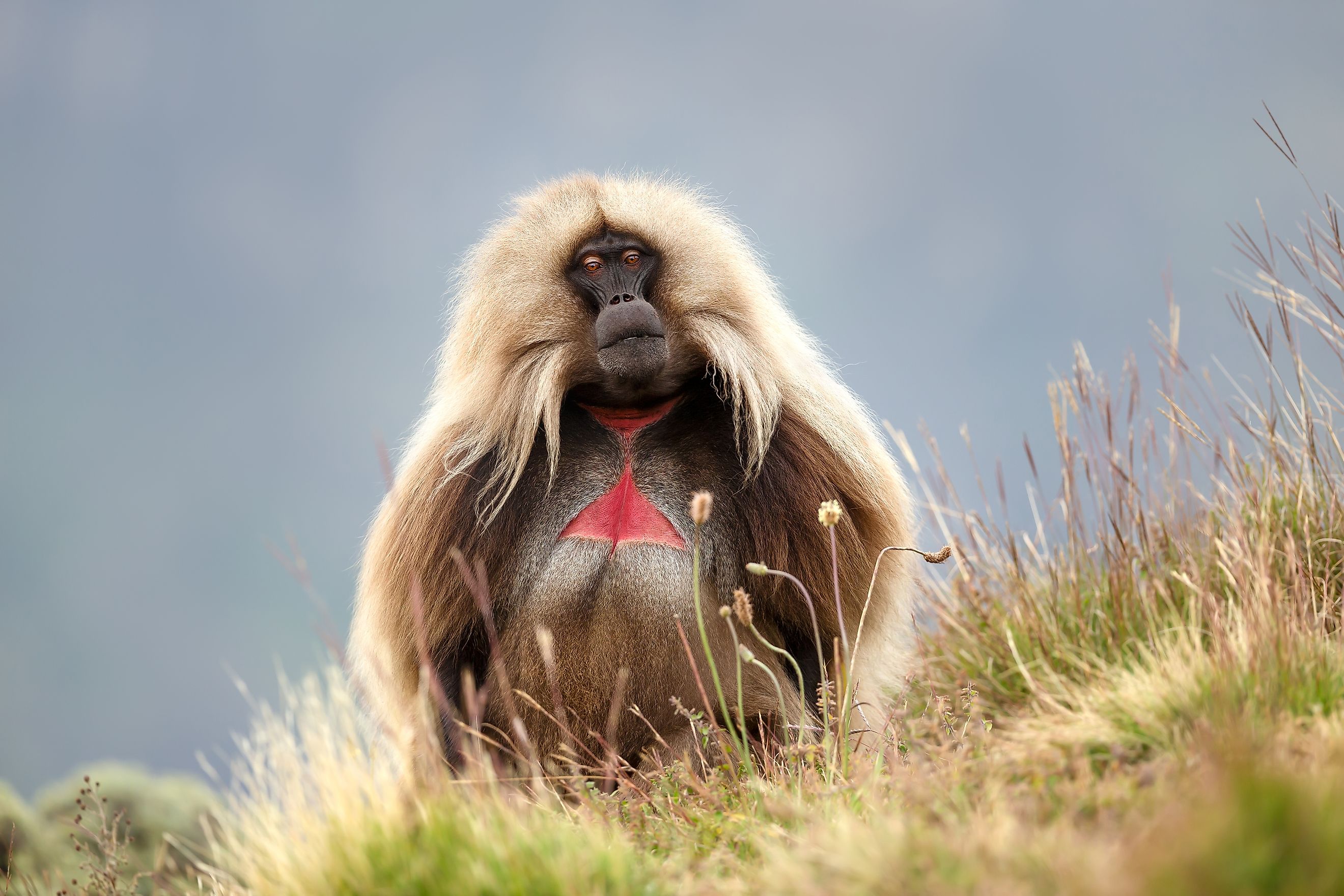 A gelada (Theropithecus gelada)