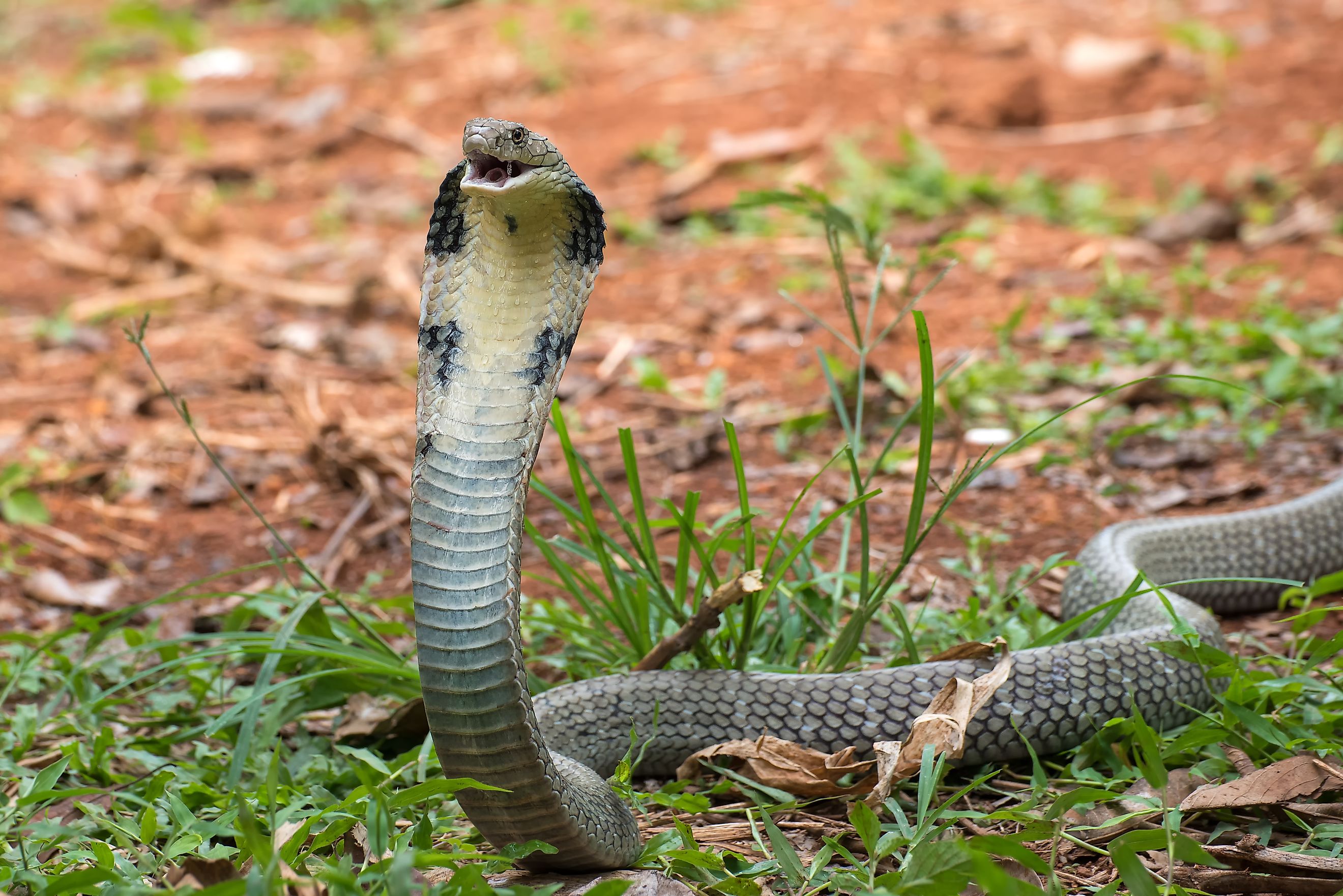An angry King Cobra snake, one of the fastest snakes in the world.