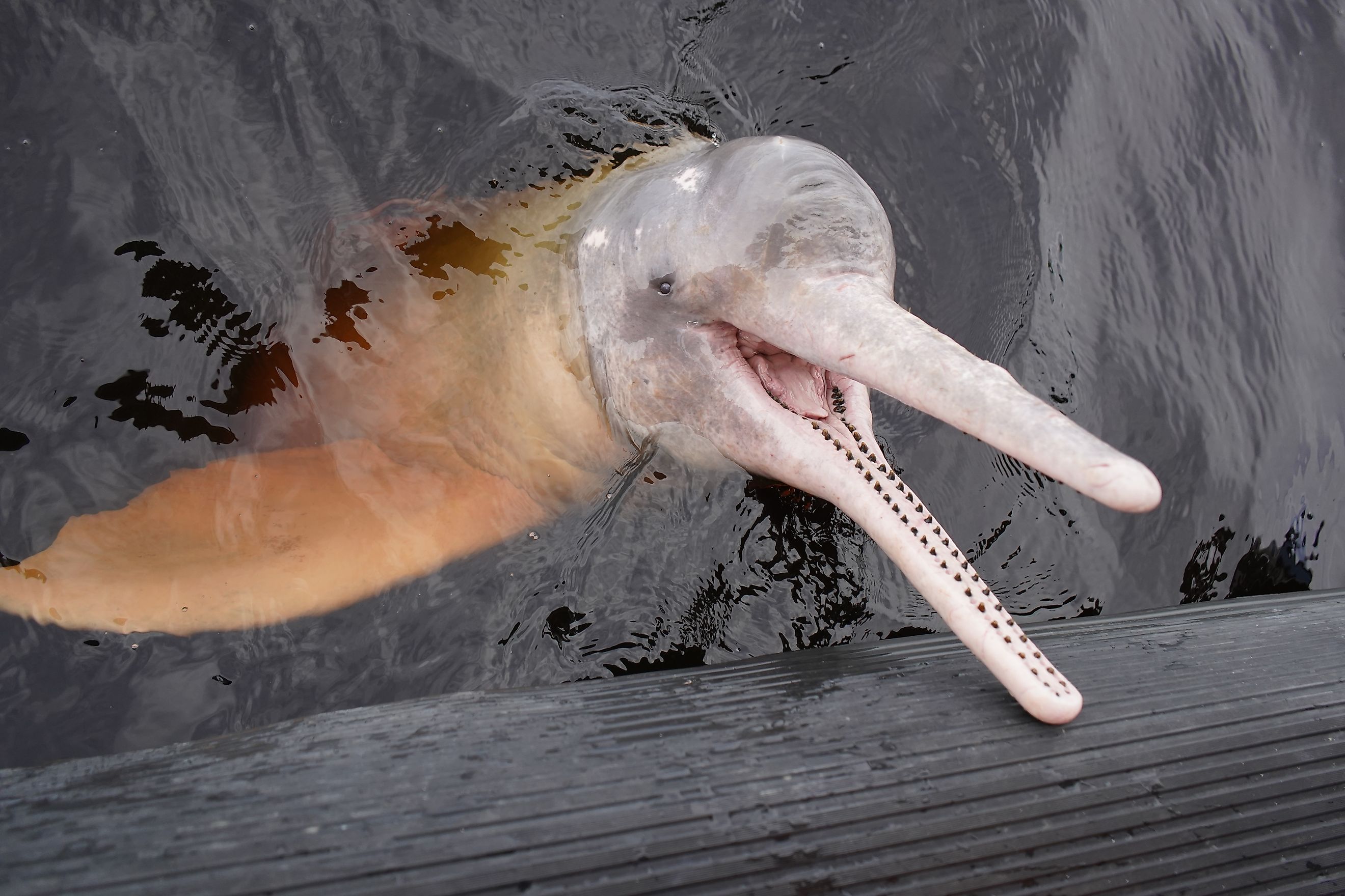 An Amazon river dolphin (Inia geoffrensis)