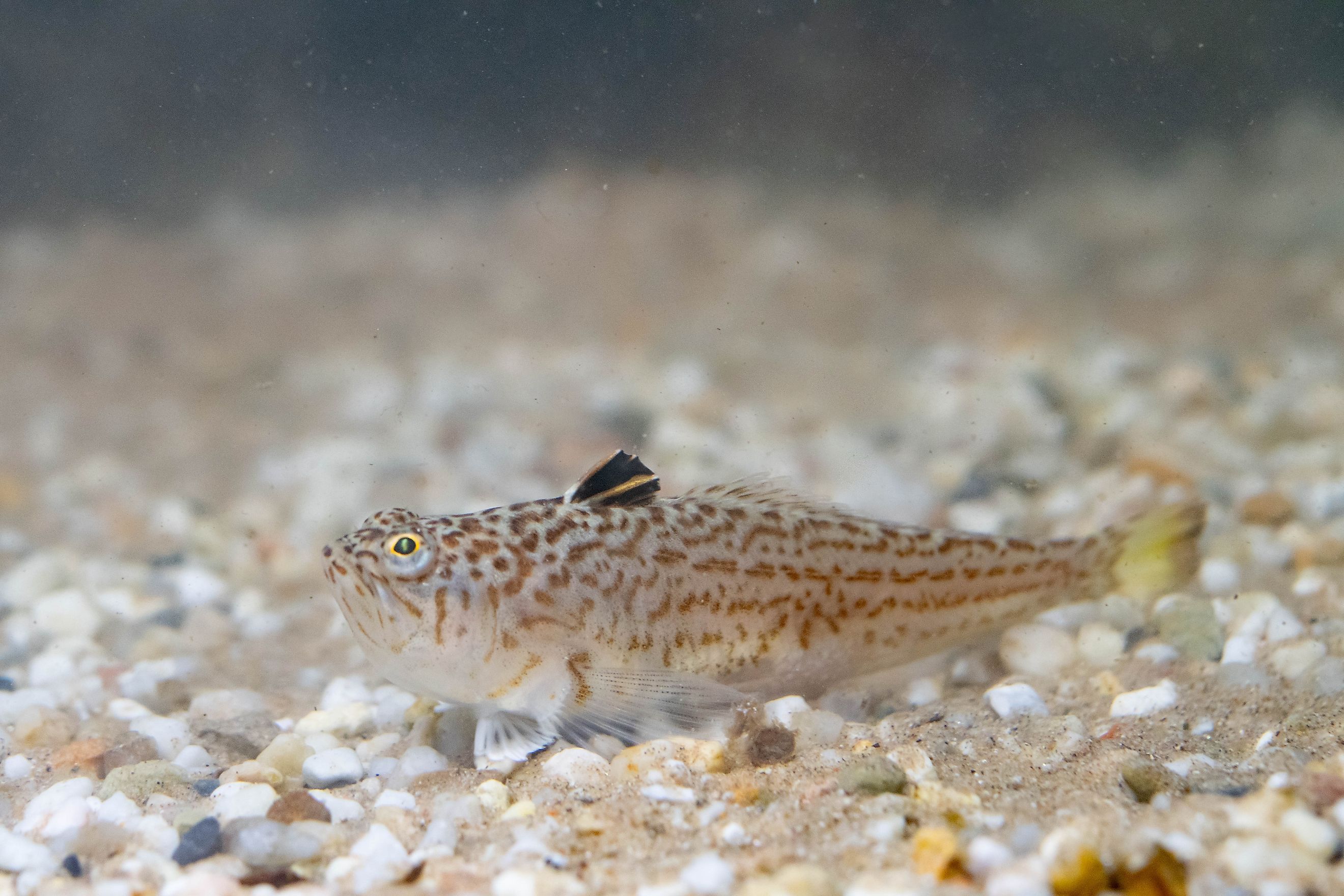 A weeverfish