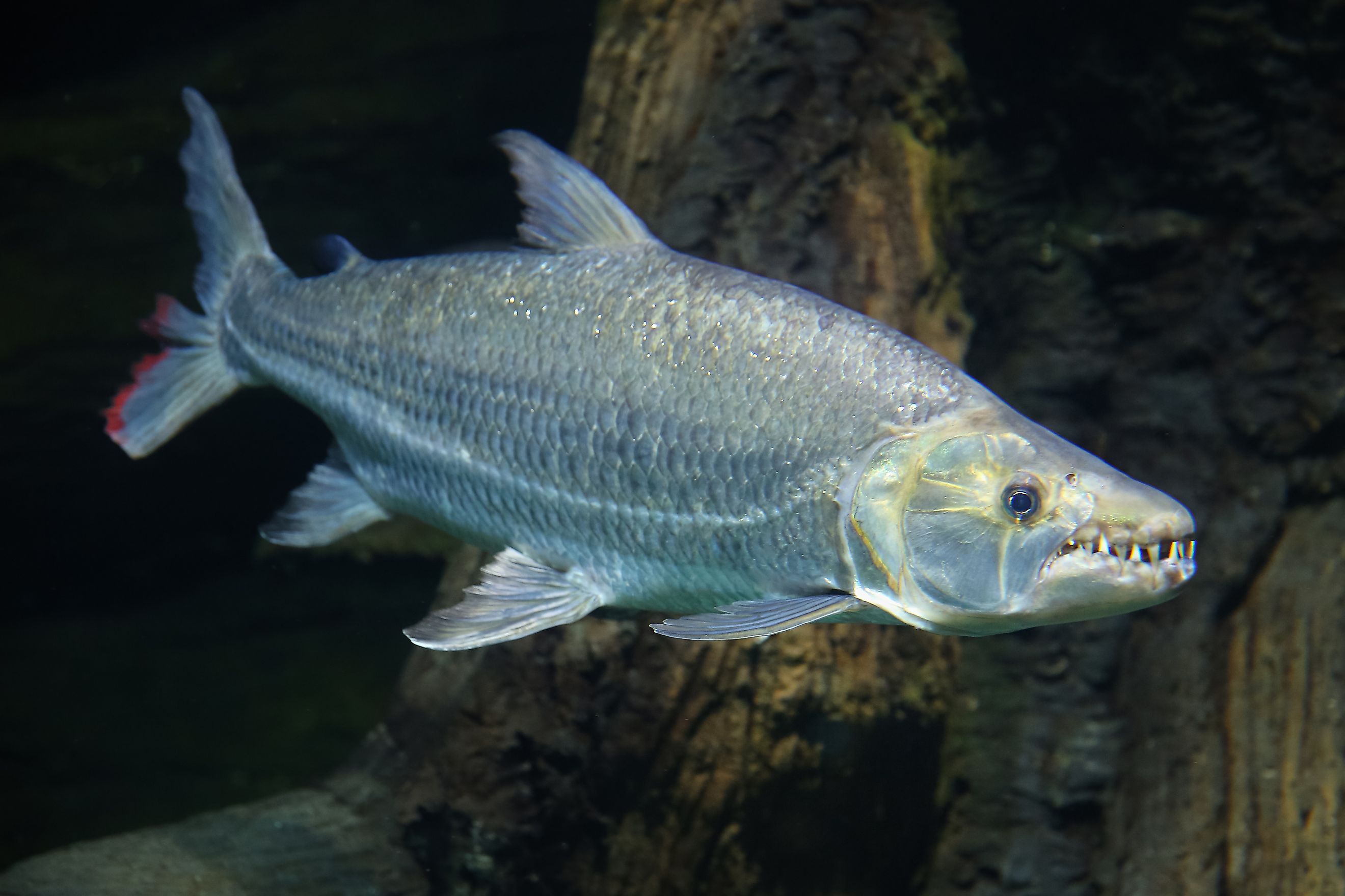 The goliath tigerfish