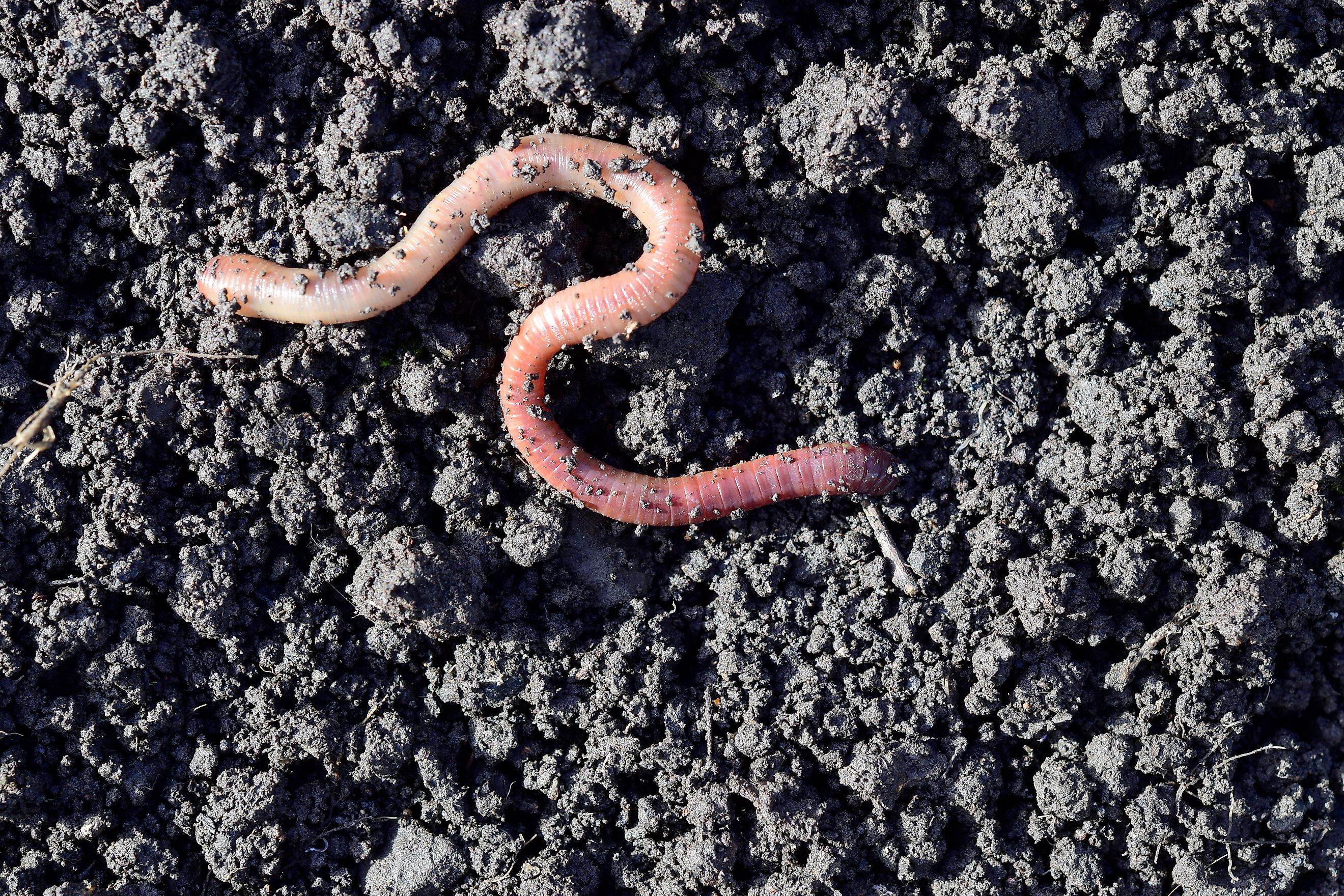 Earthworm moving on the fertile soil.