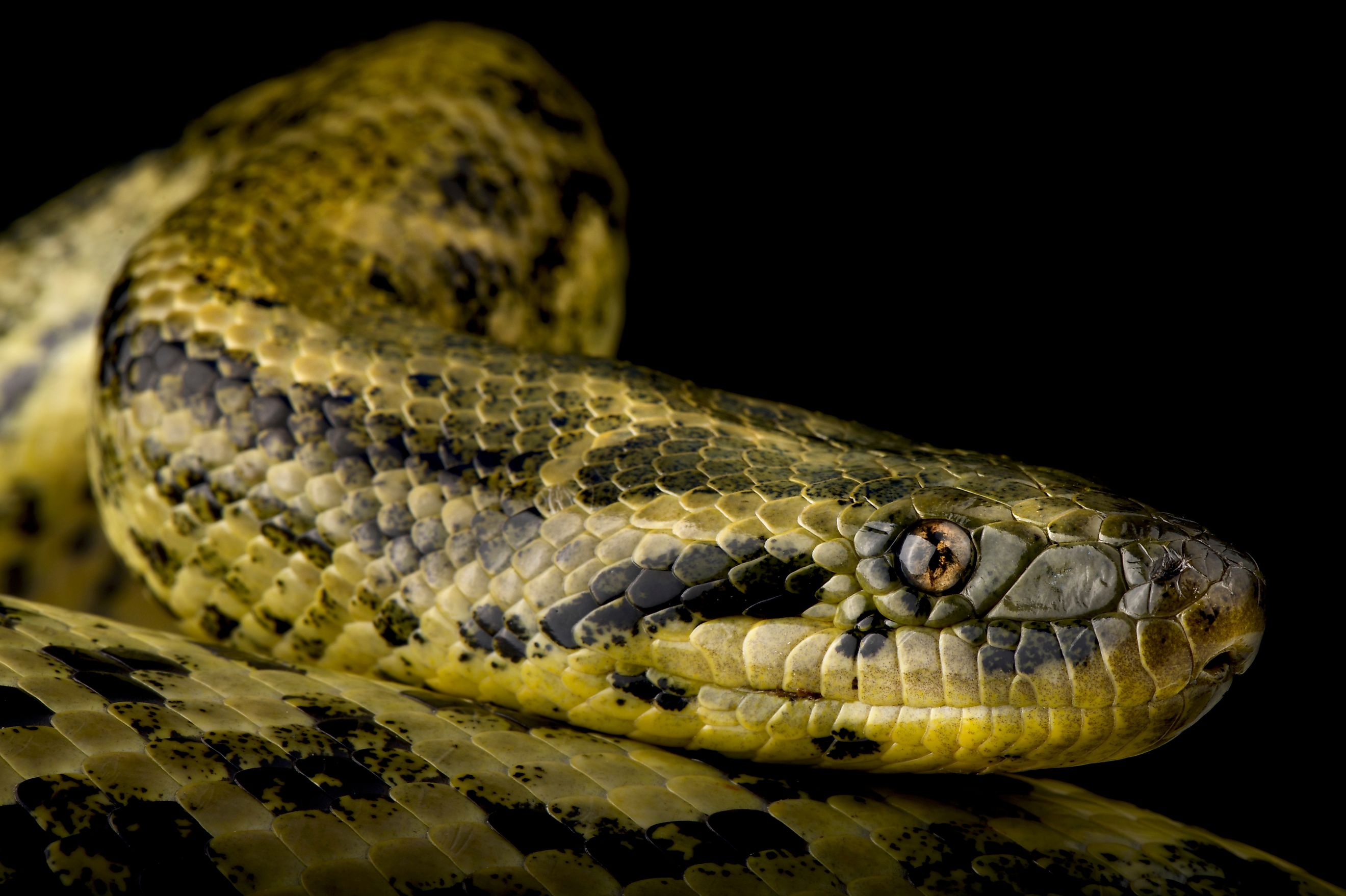 The Yellow anaconda (Eunectes notaeus) 