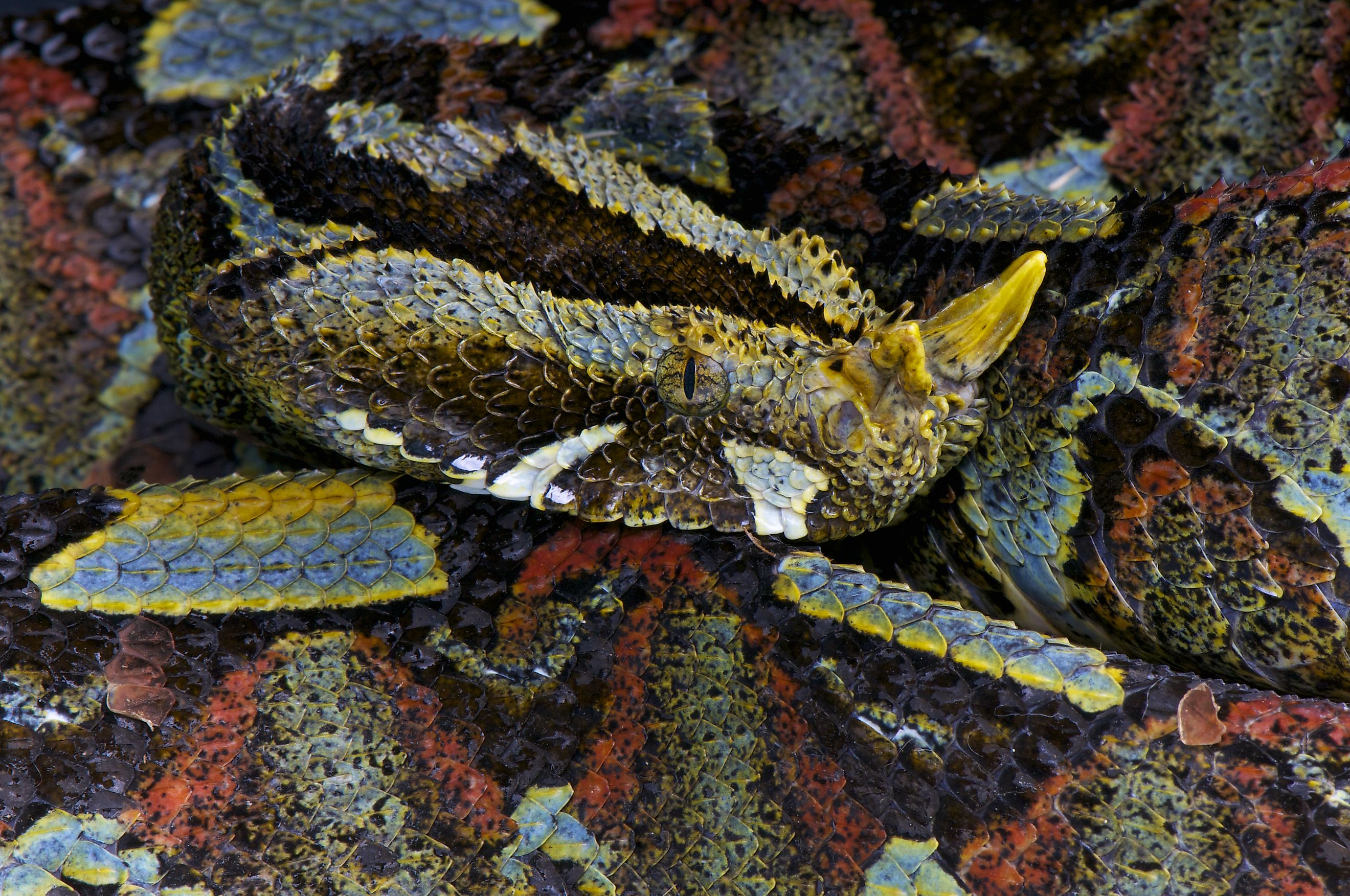 A rhinoceros viper (Bitis nasicornis)