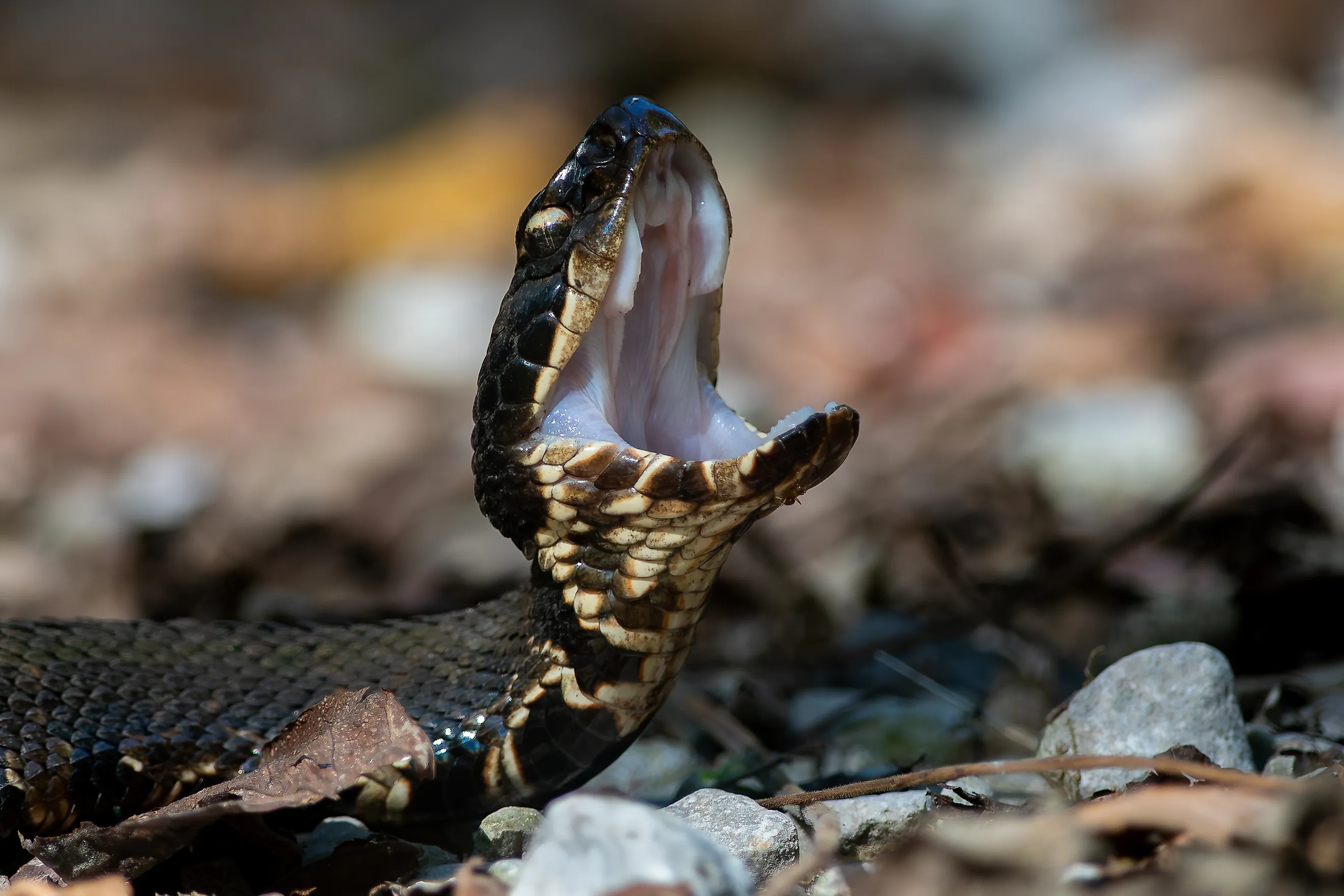 A Northern Cottonmouth (Agkistrodon piscivorus) 