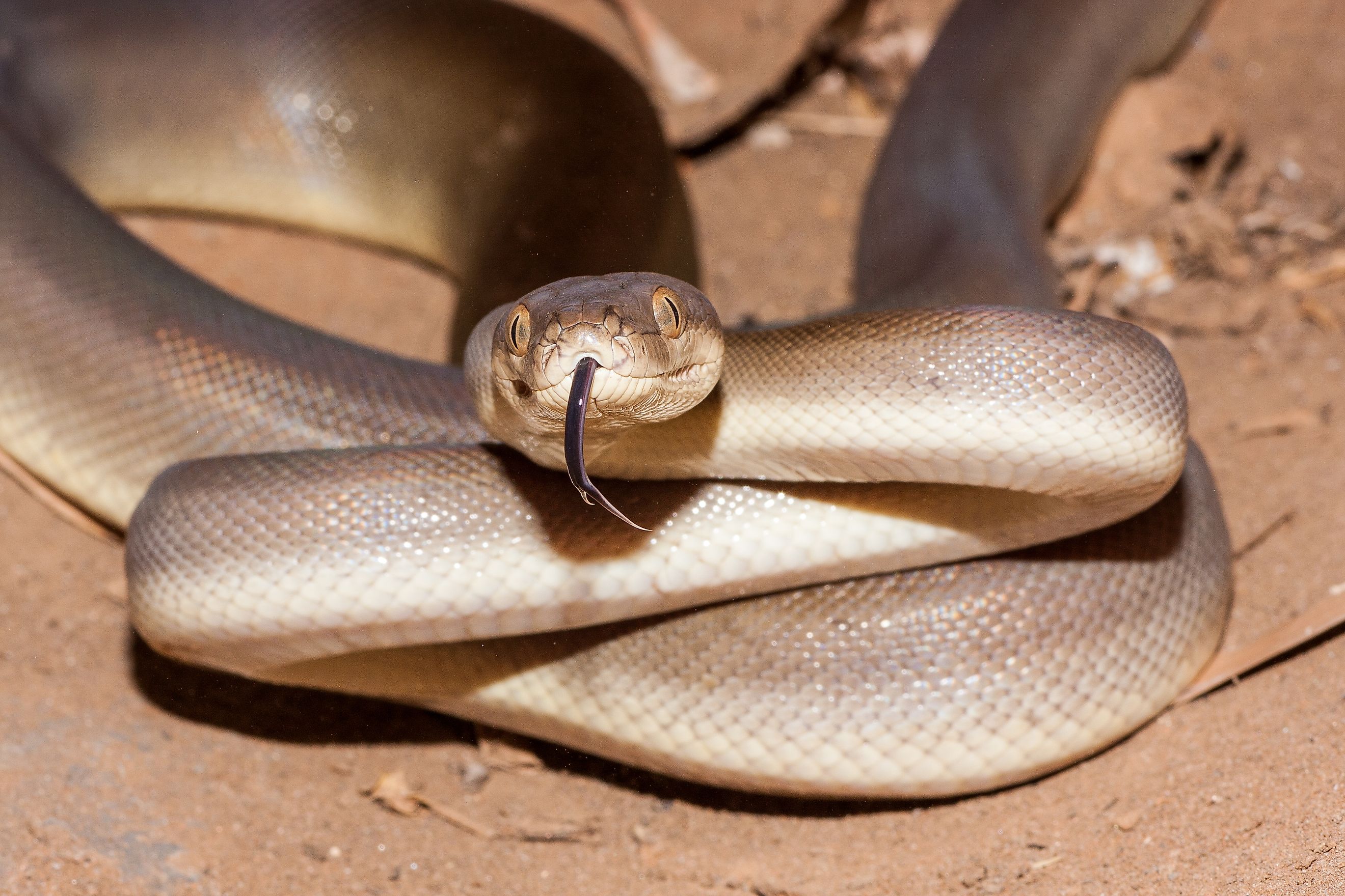 An olive python (Liasis olivaceus)