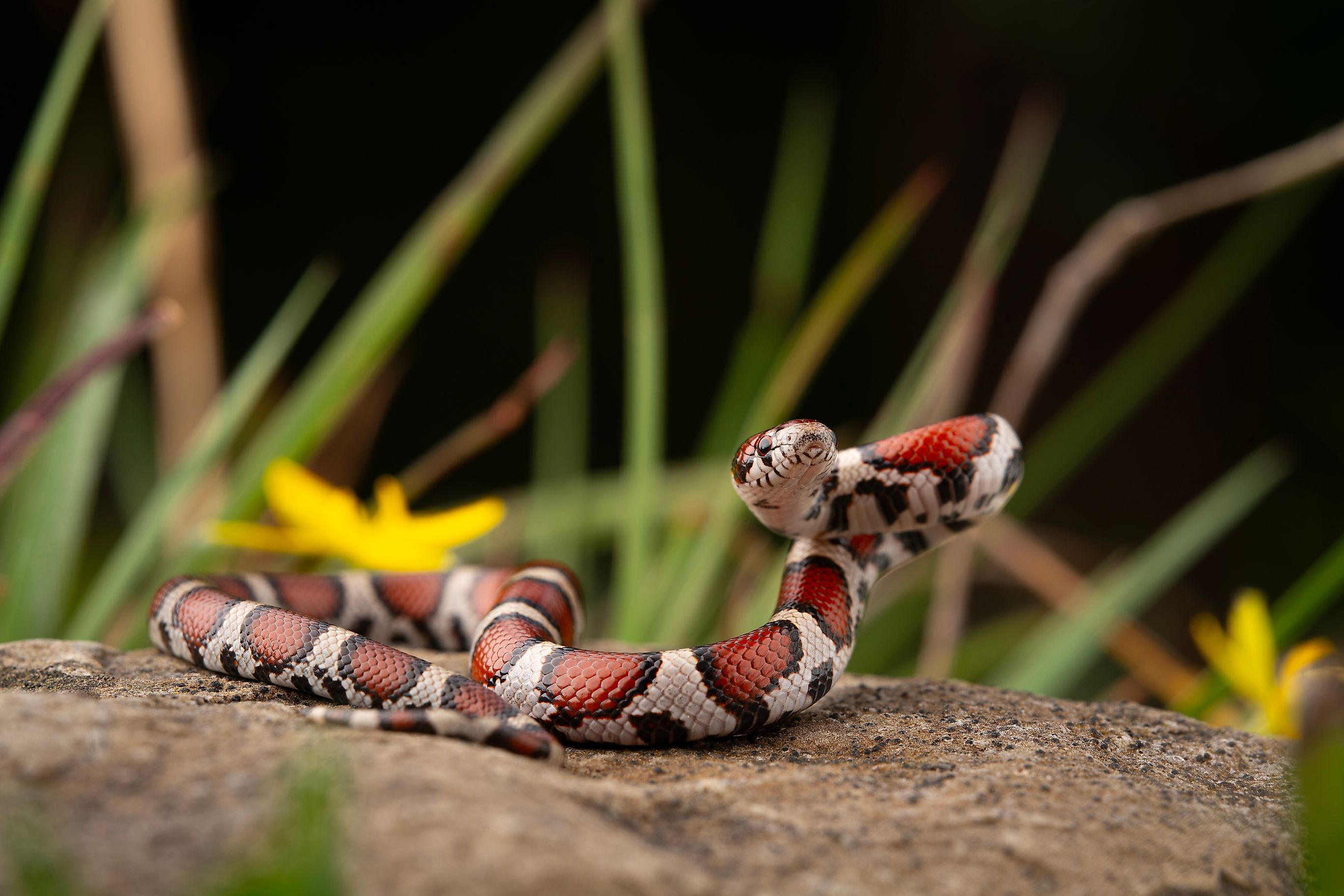 Red milk snake poised on a rock.