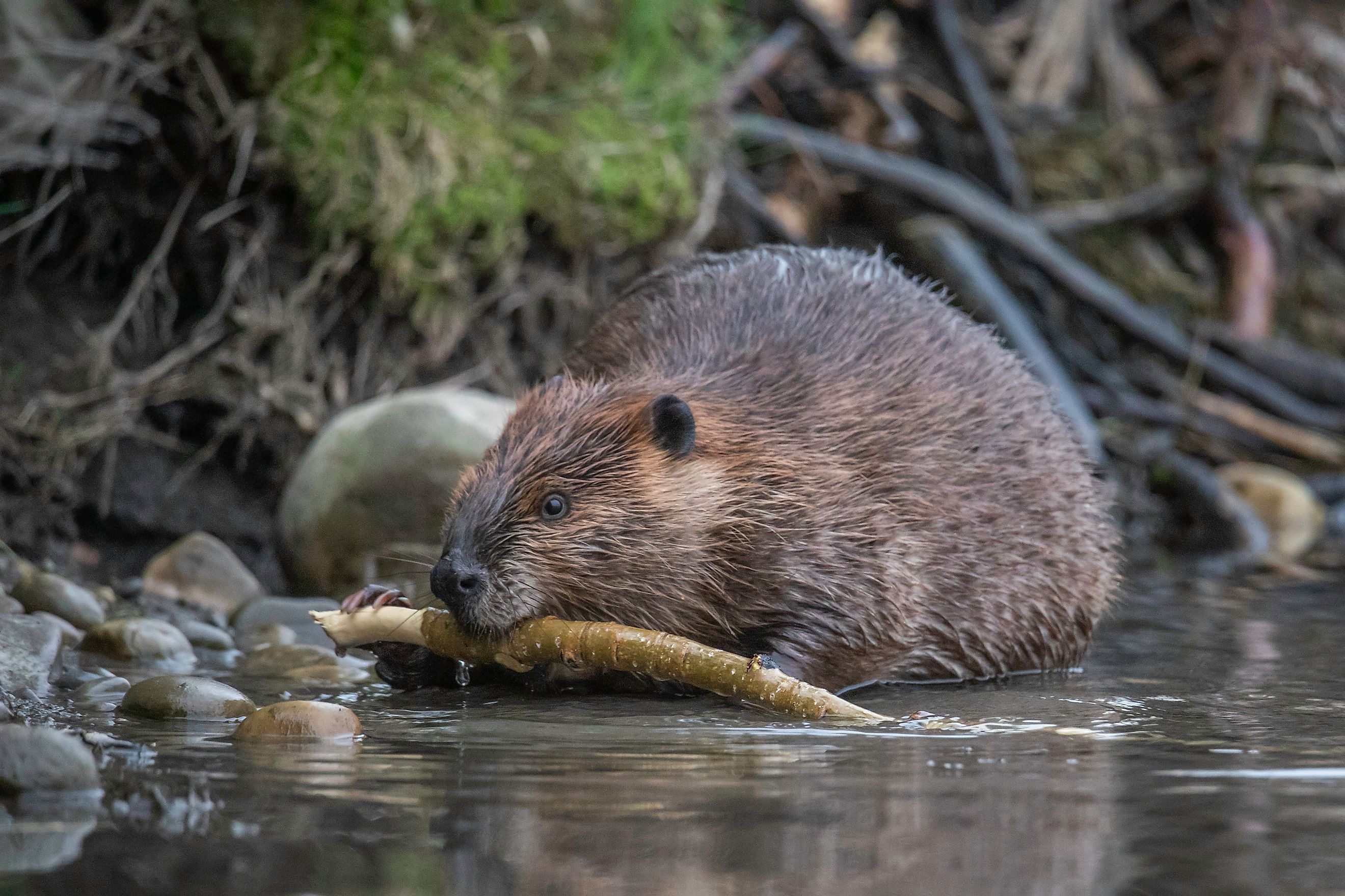 Closeup eye level portrait of a beaver feeding on a tree branch