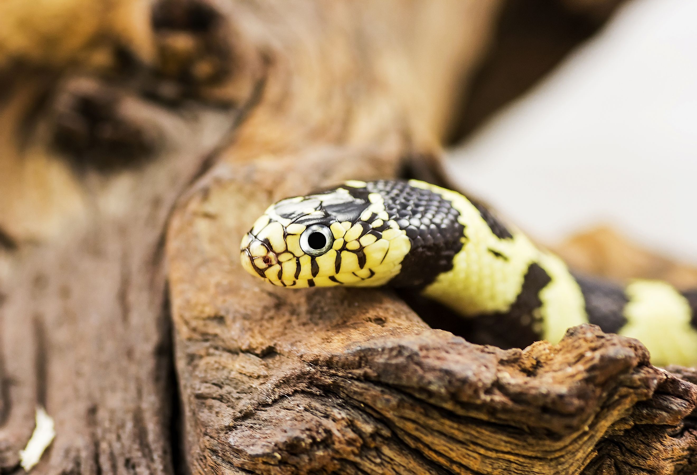 California Kingsnake (Lampropeltis getulus californiae).