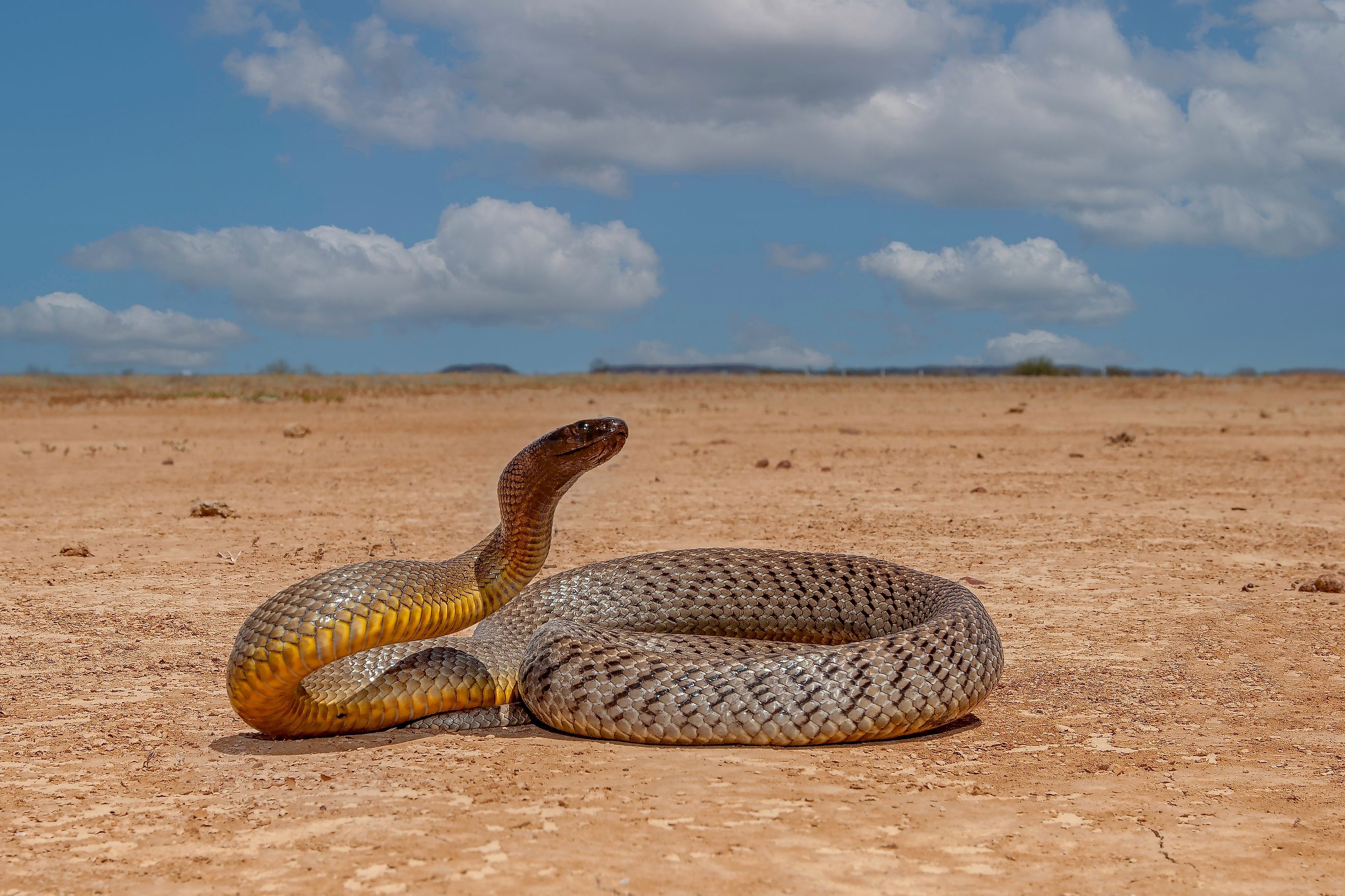 Highly venomous Australian Inland Taipan in natural Western Queensland outback habitat. 