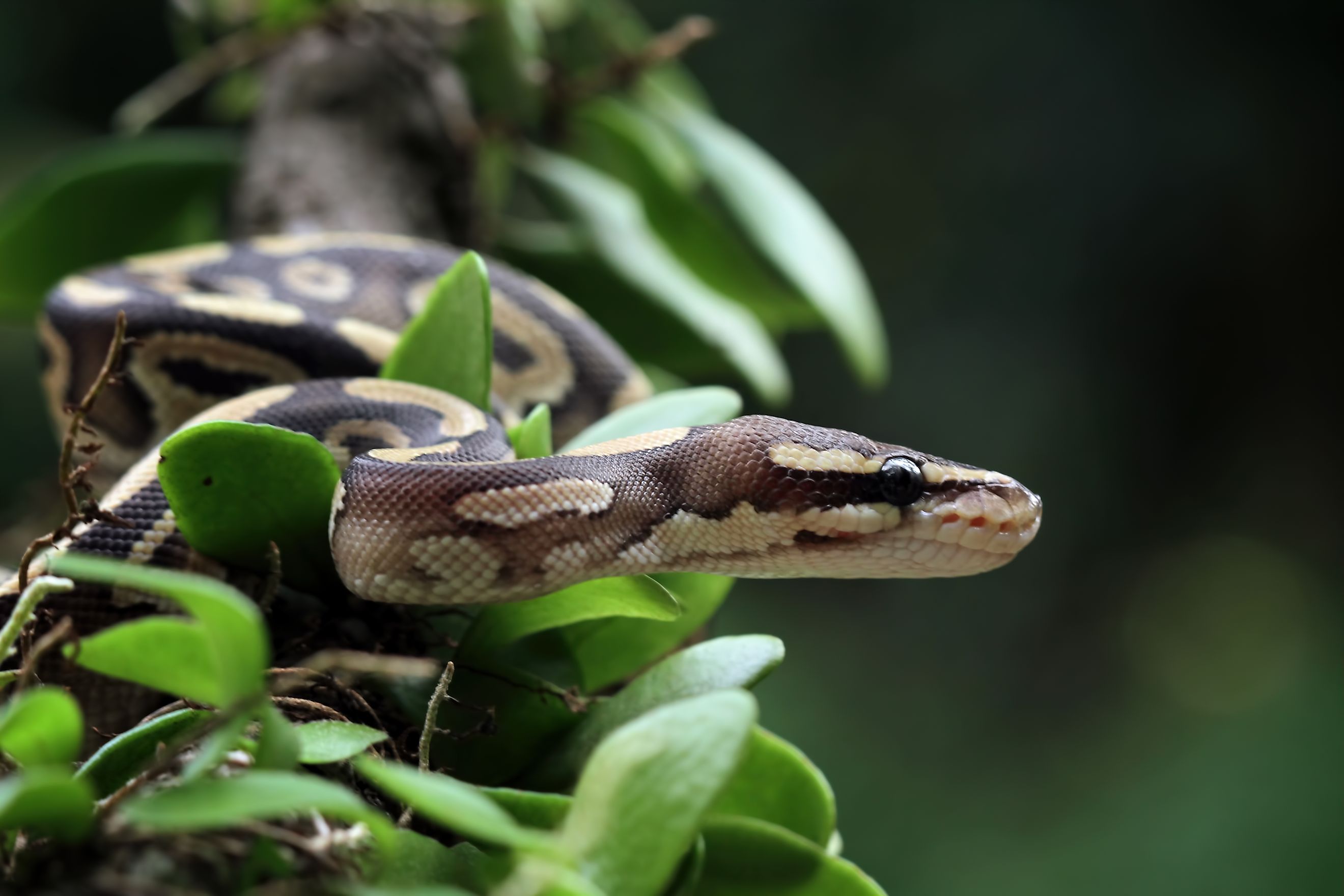 Ball python snake close up on a tree. 