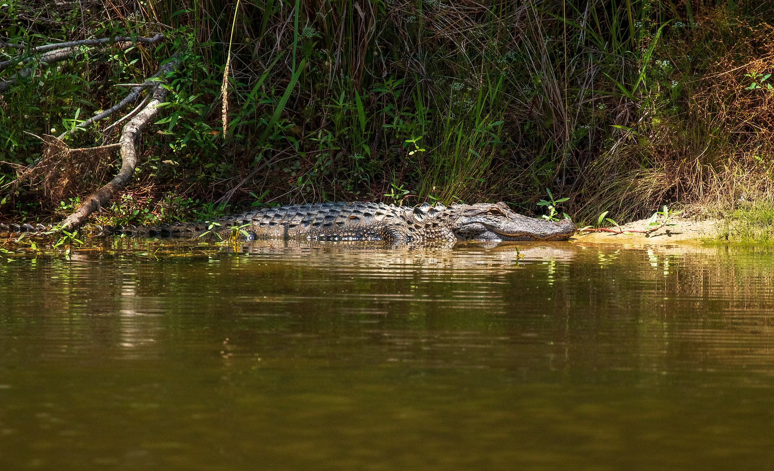 Alligator in the water in North Carolina