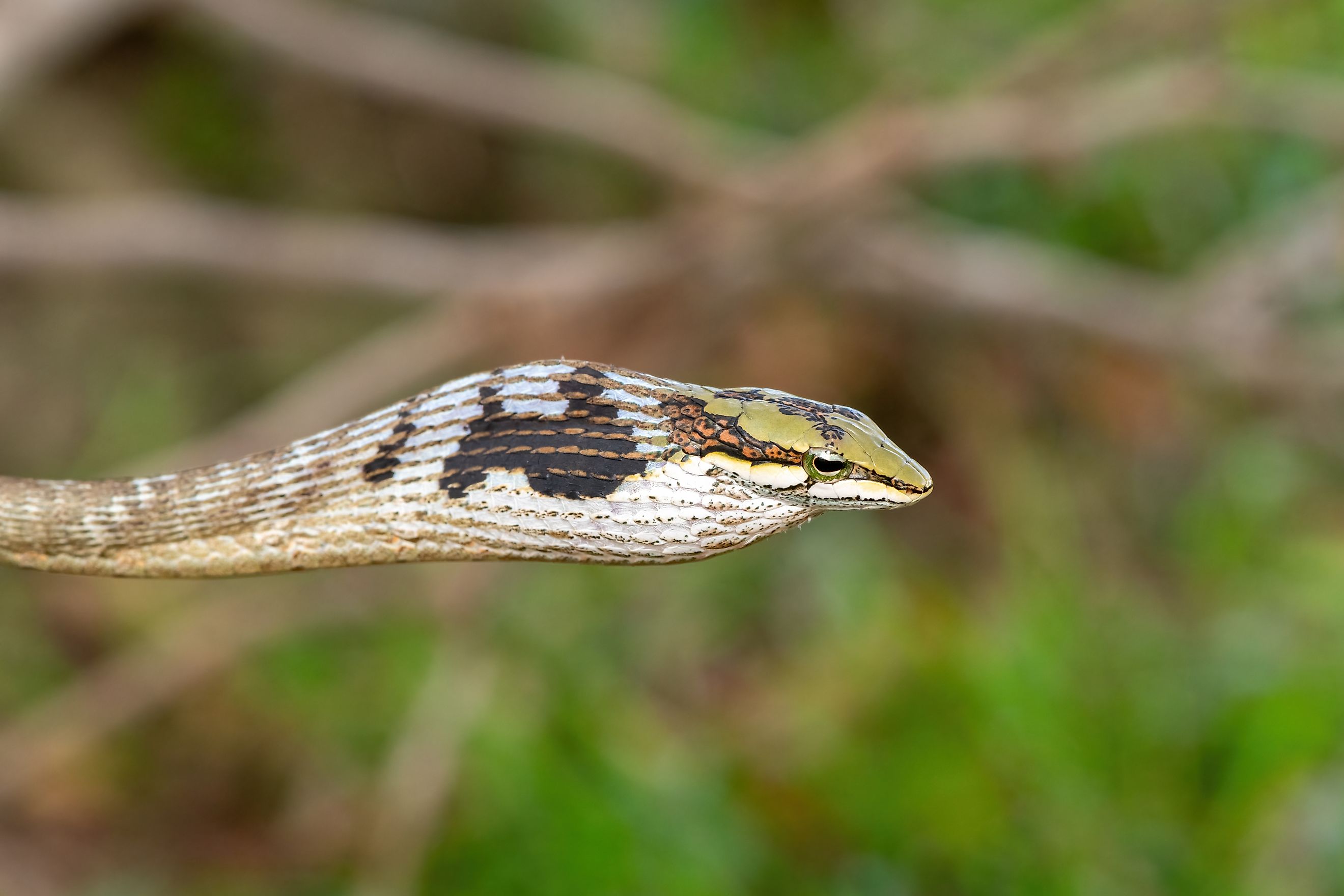 A southern vine snake (Thelotornis capensis)