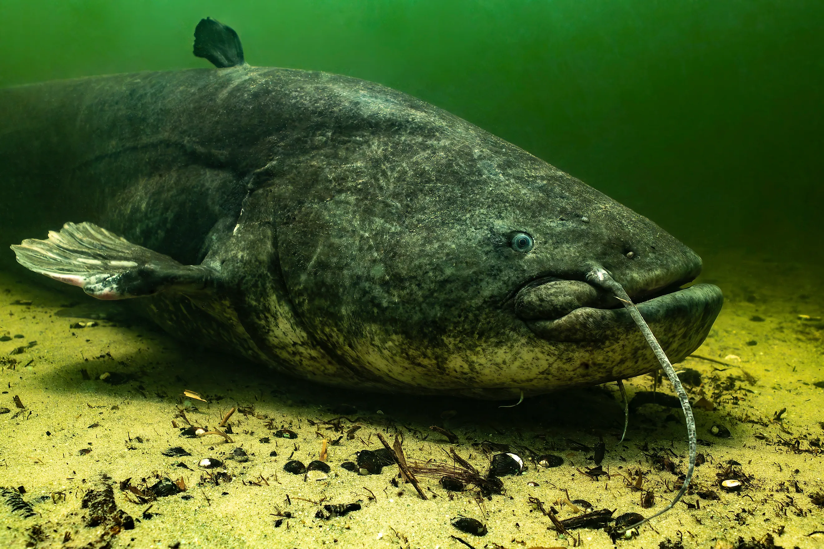 A wels catfish (Silurus glanis)