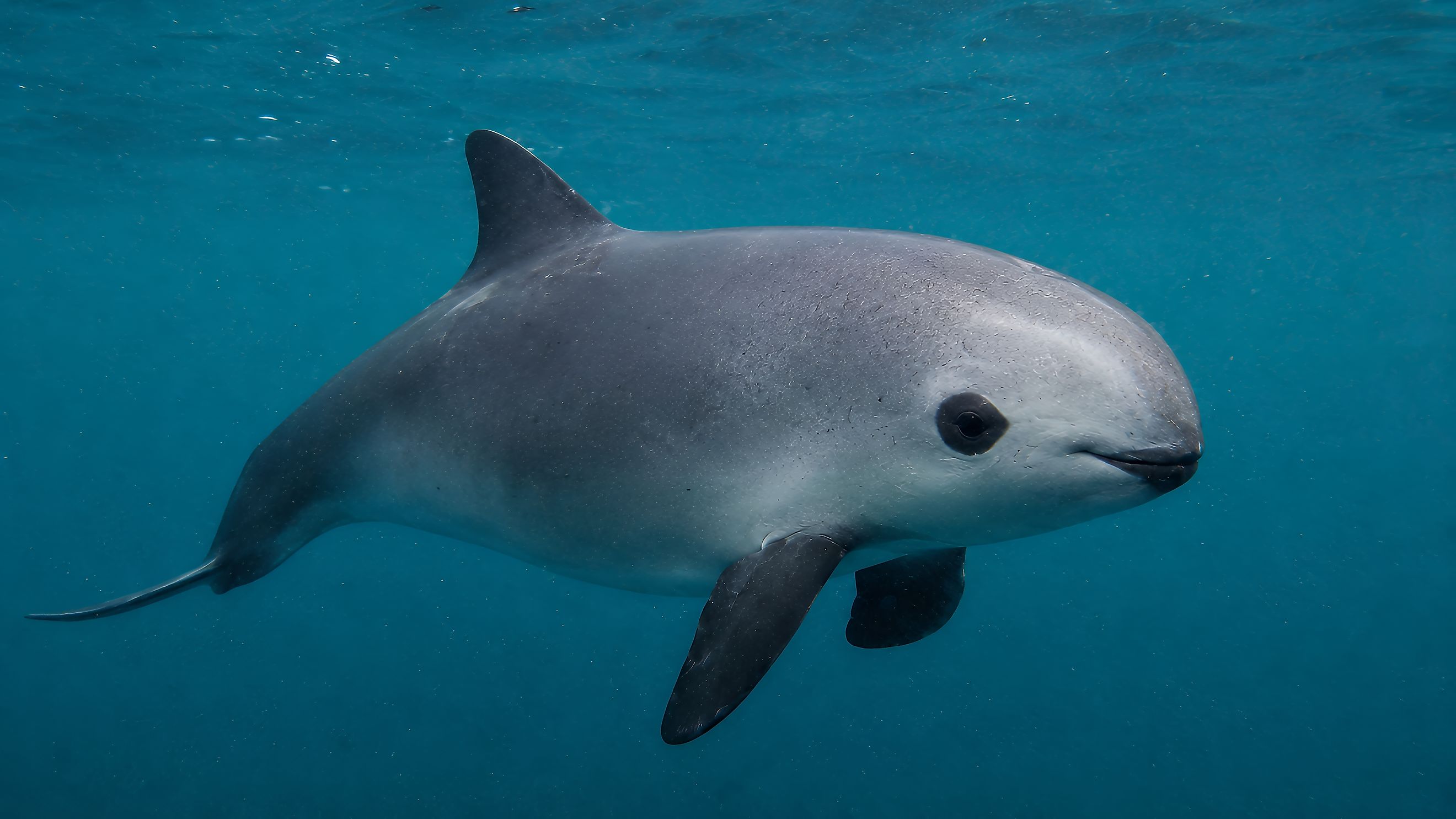 A vaquita (Phocoena sinus)