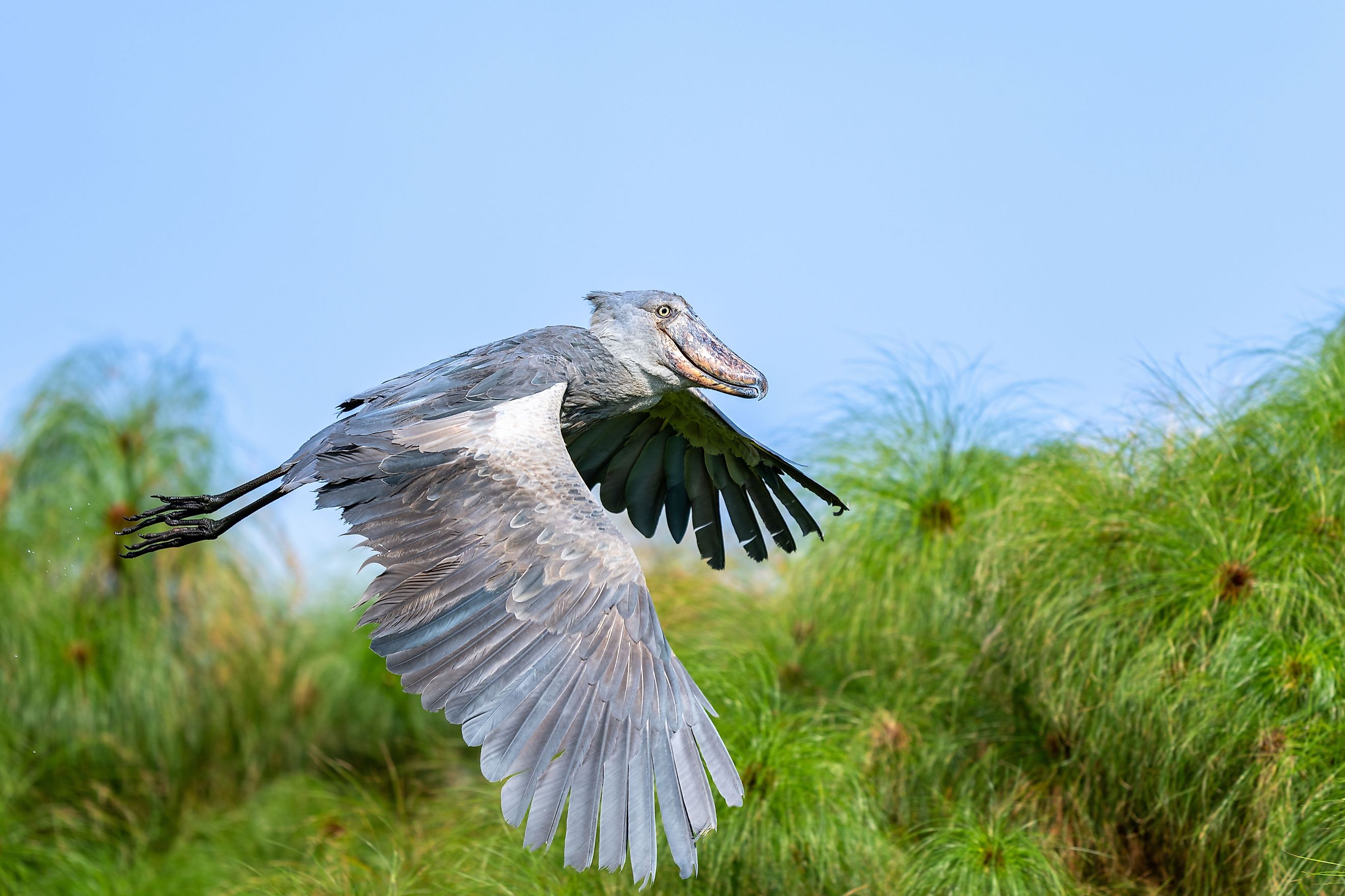 A shoebill (Balaeniceps rex)