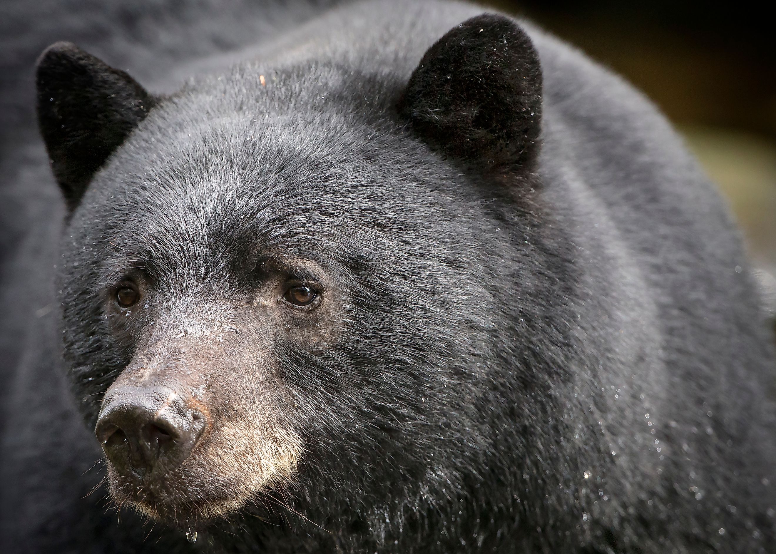 Black bear portrait close up (Credit: Anette Holmberg via Shutterstock)