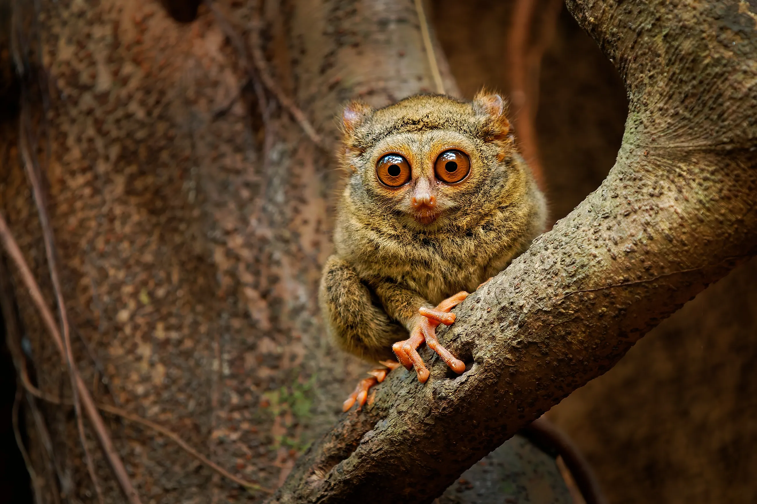 A Tarsier on a branch. 