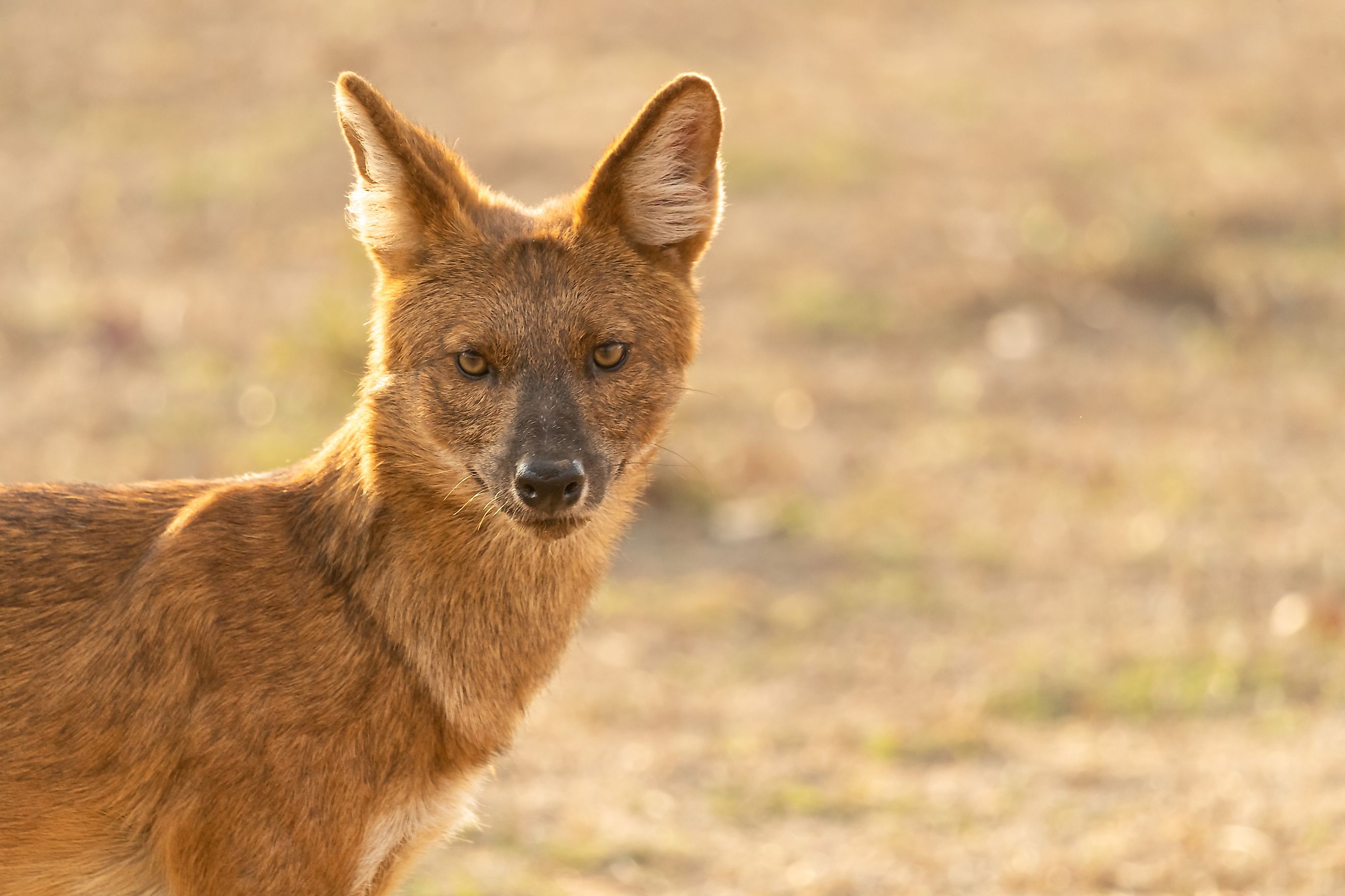 A dhole (Cuon alpinus)