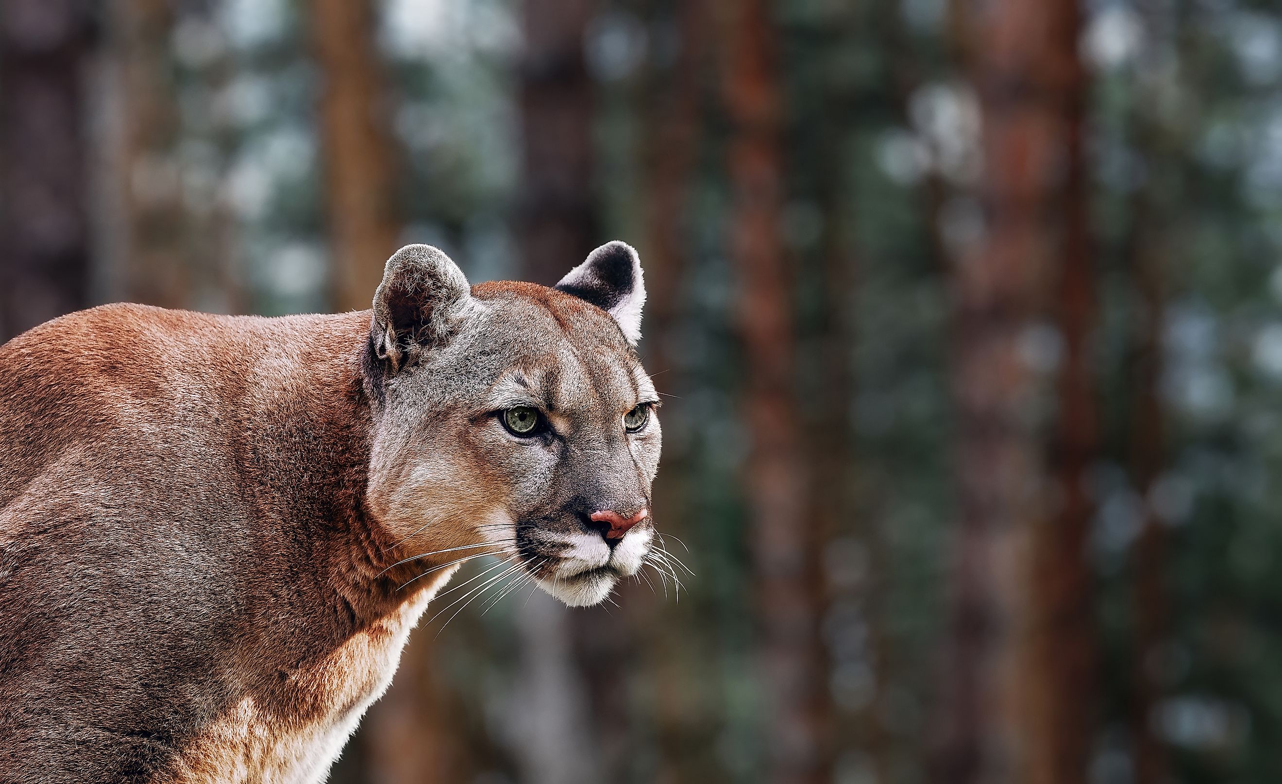 Portrait of Beautiful Mountain Lion. 