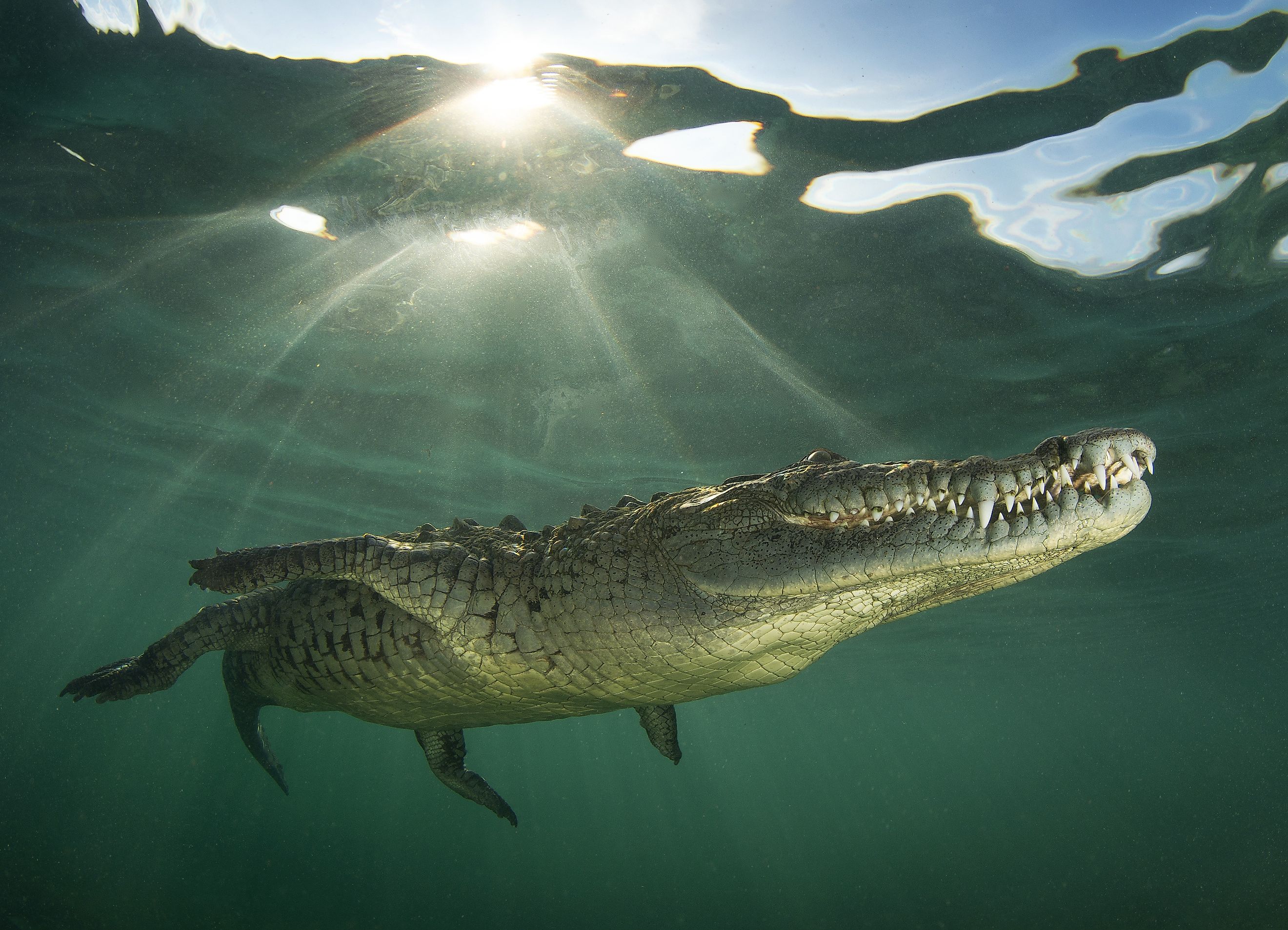 American Crocodile swimming close to the surface. 