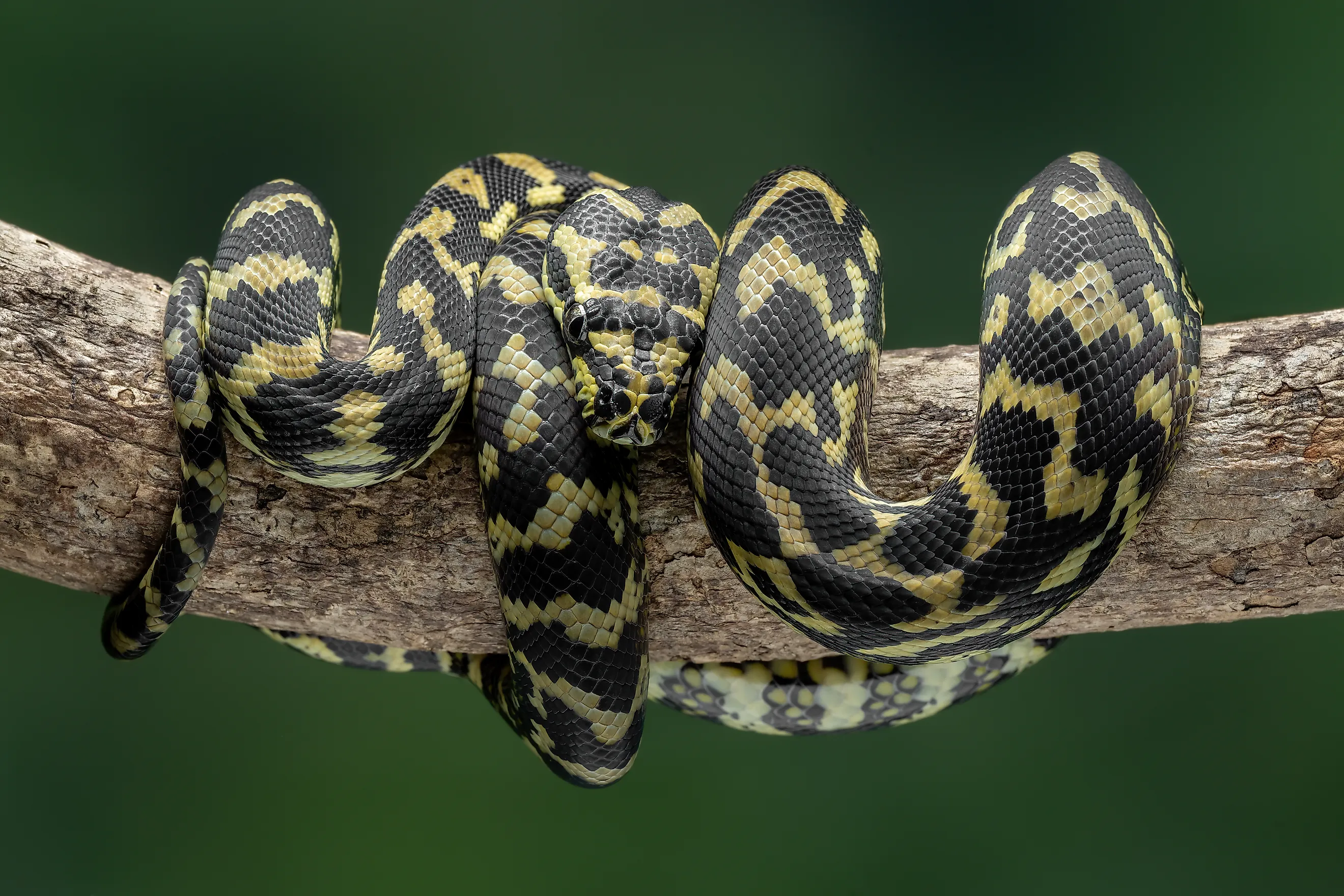 The Jungle Carpet Python (Morelia spilota cheynei) coiled in a tree. Image Credits: Lauren Suryanata via Shutterstock