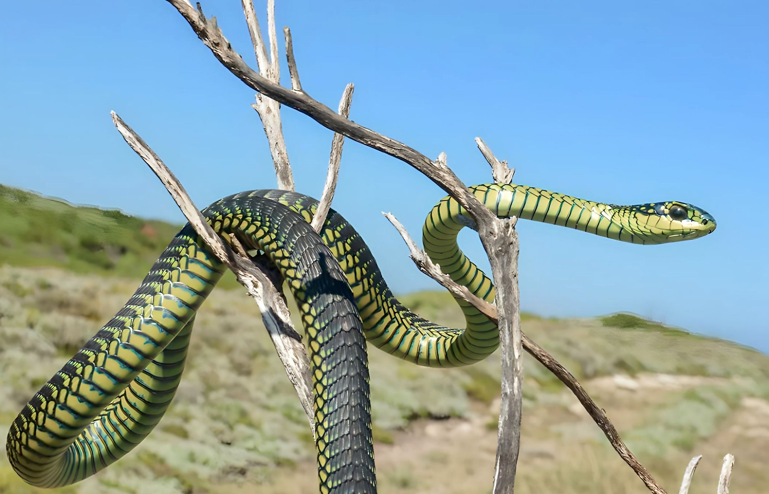 The Boomslang snake is curled up against a tree branch