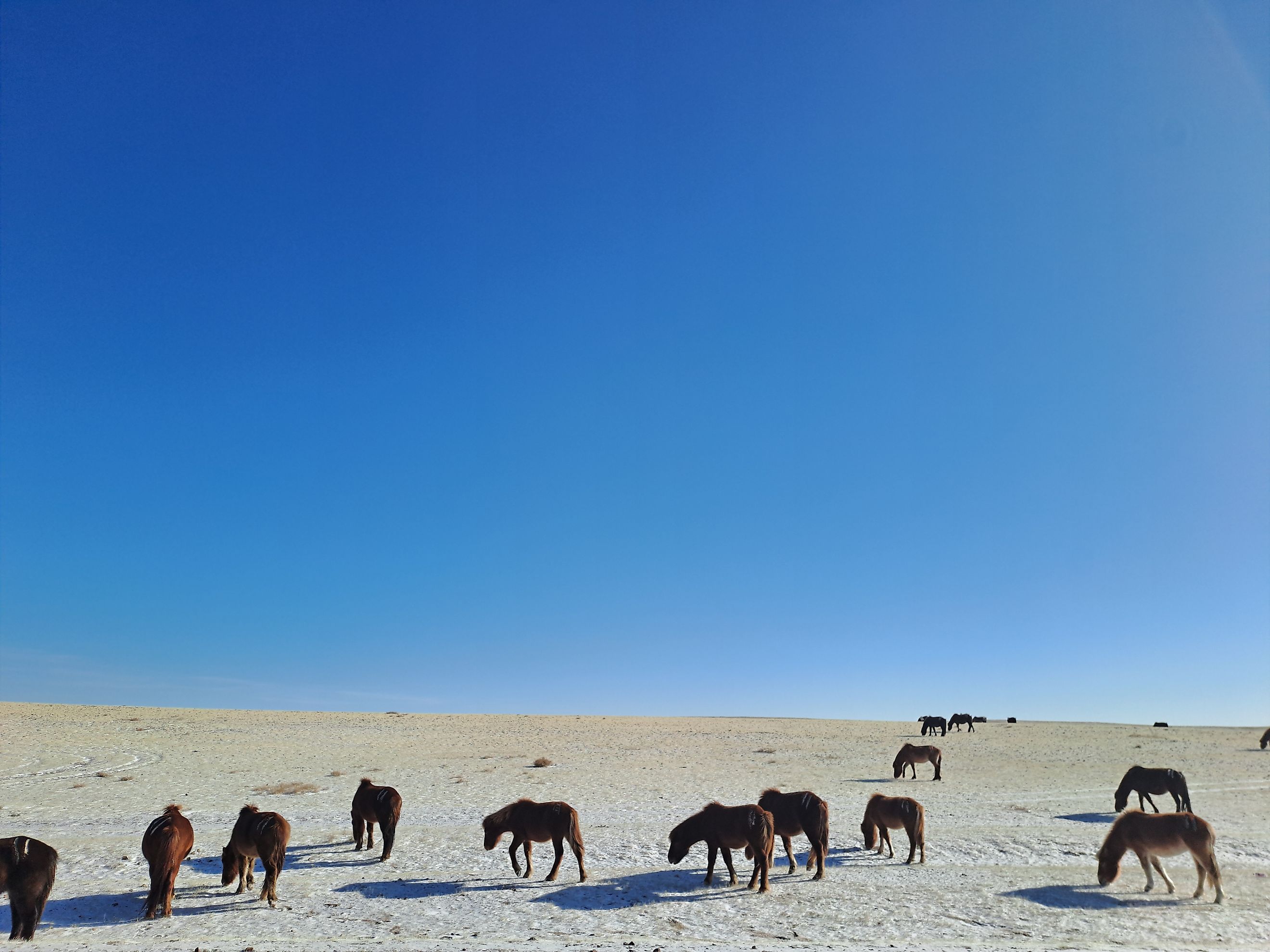 Wild horse grazing at Mongolian steppe Gobi desert on winter time with frozen grass