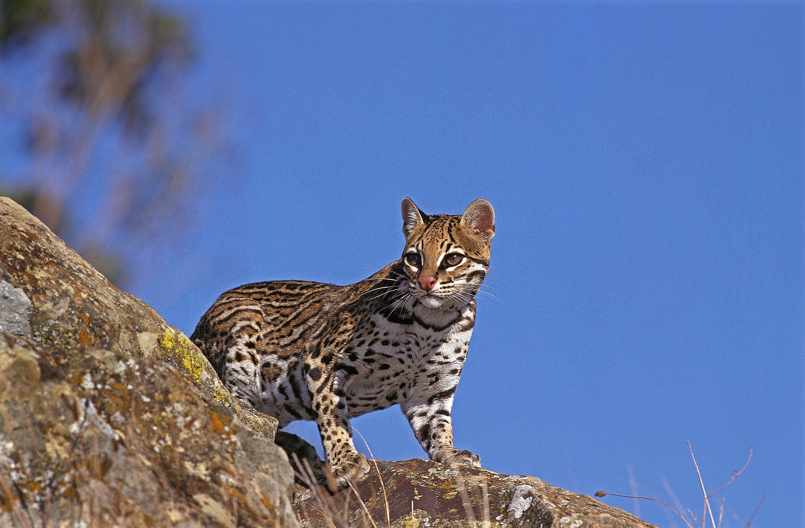 ocelot