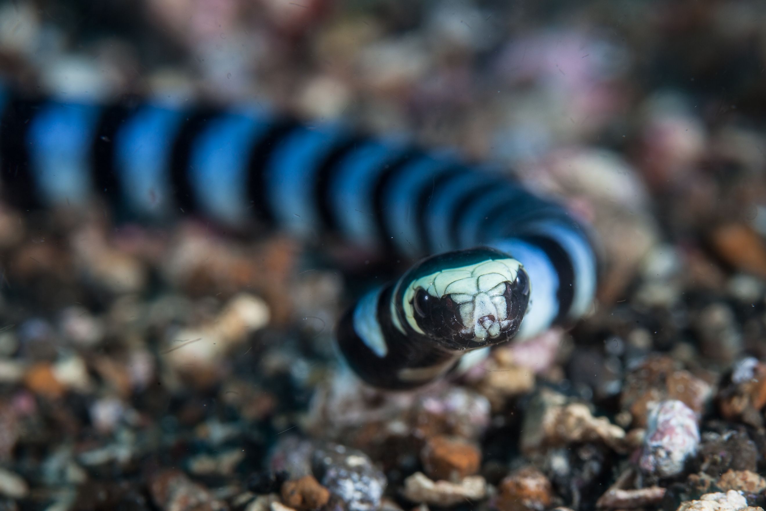 Banded sea kraits (Laticauda colubrina)