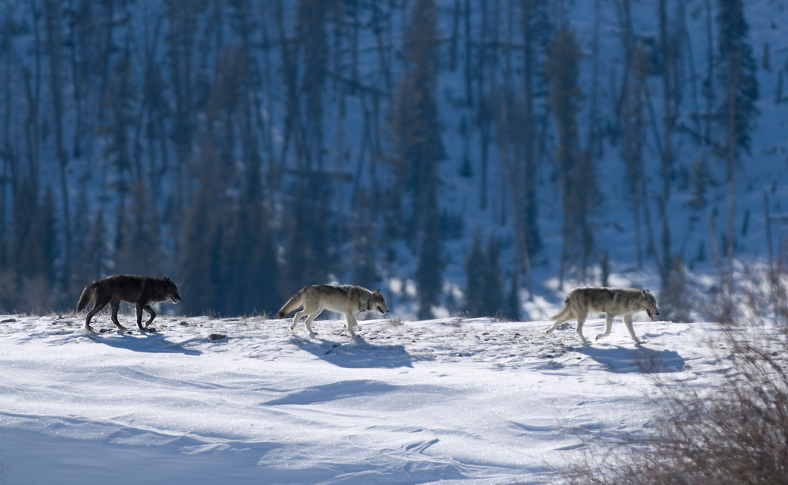 Three Druid wolves trot snowy Lamar Valley Yellowstone National Park