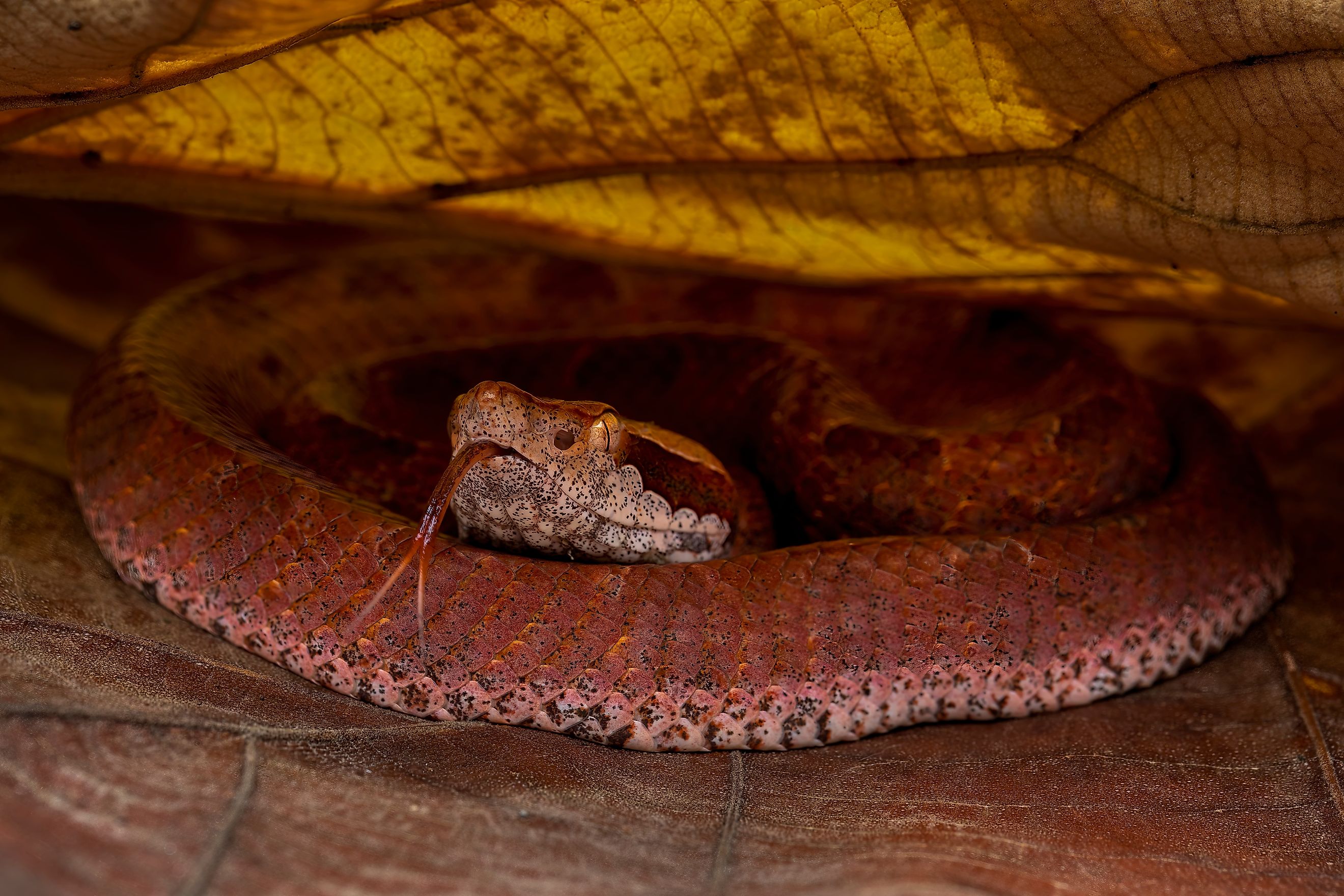 A Malayan pit viper (Calloselasma rhodostoma)