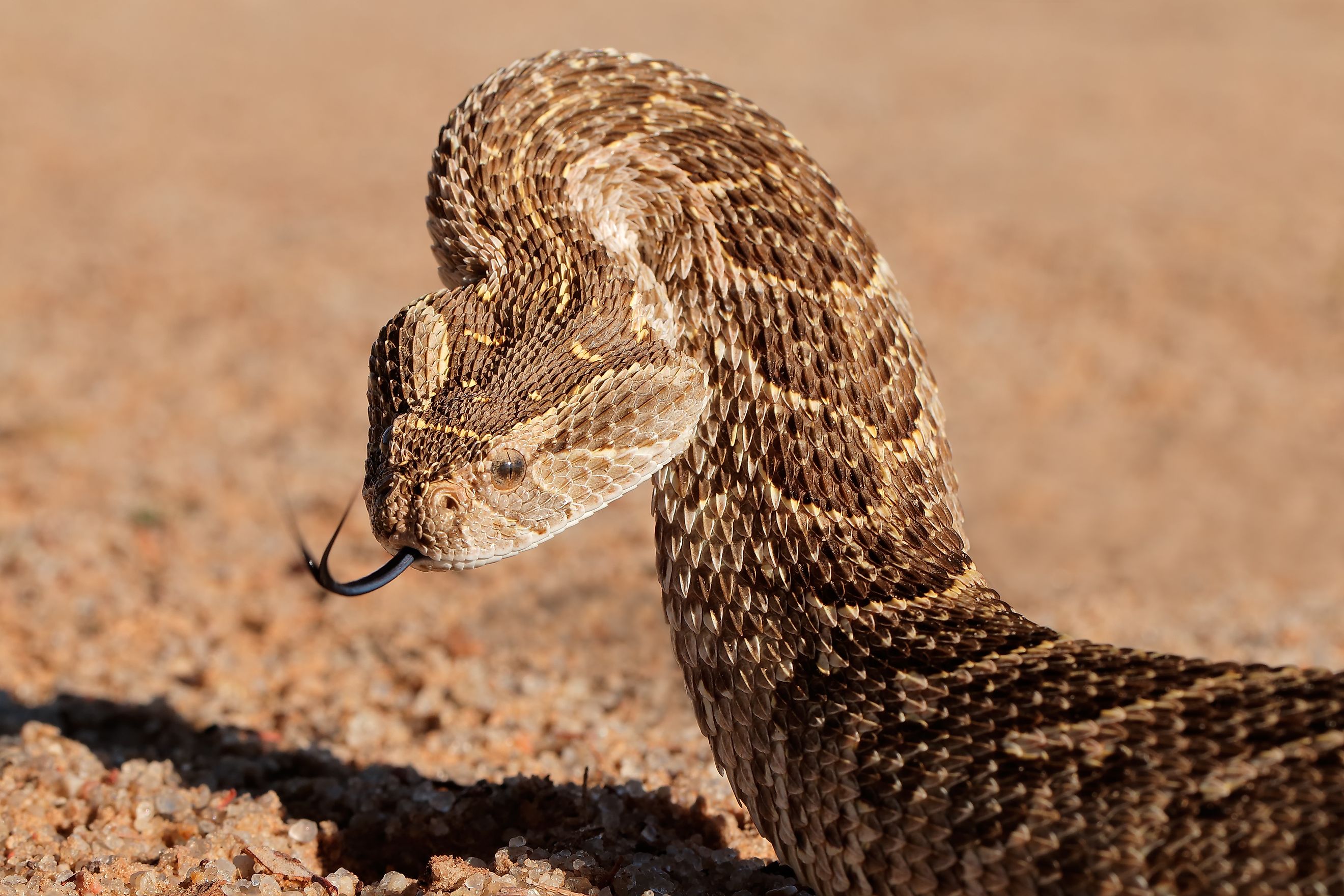 A puff adder (Bitis arietans)