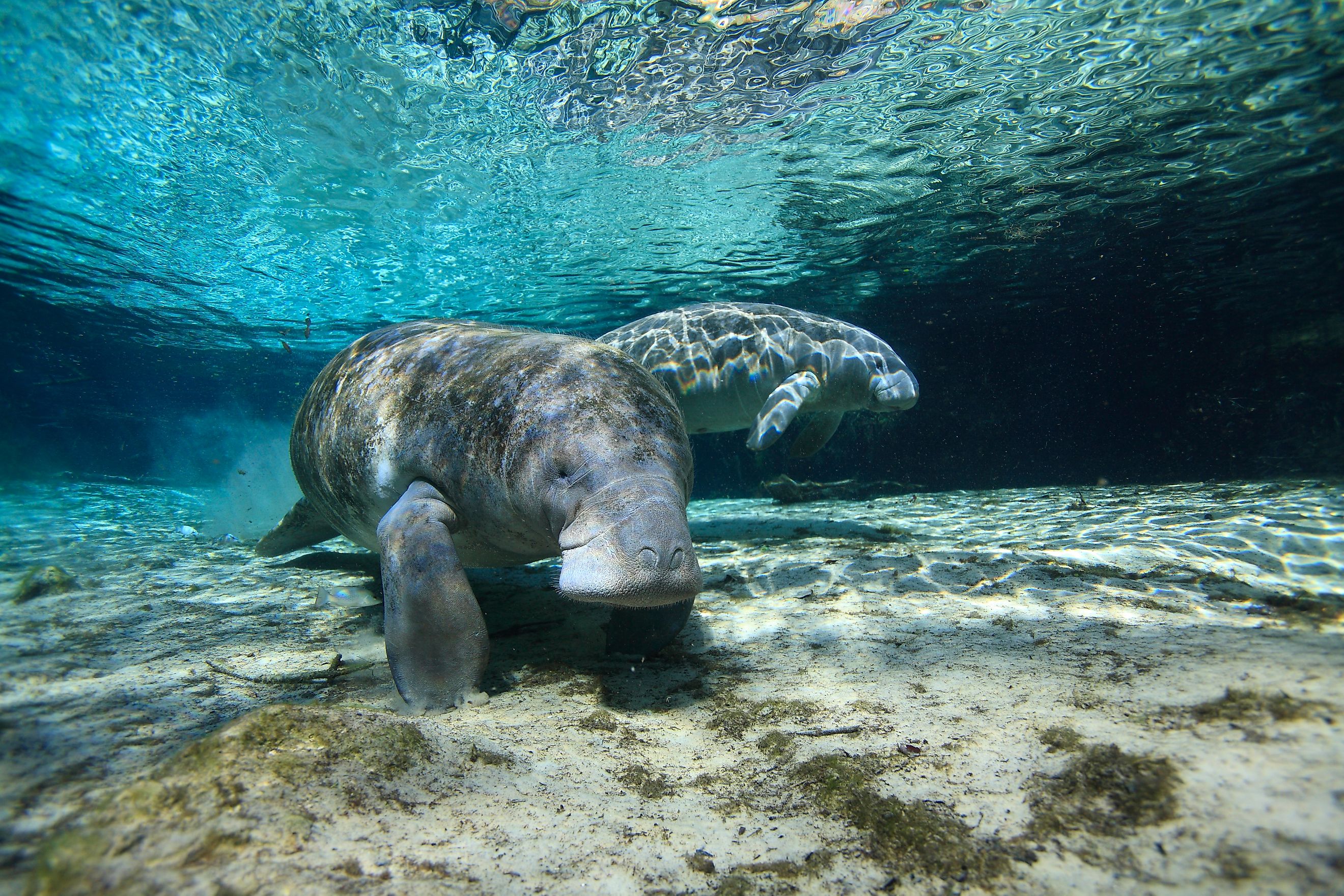 A pair of Florida manatees (Trichechus manatus latirostris)