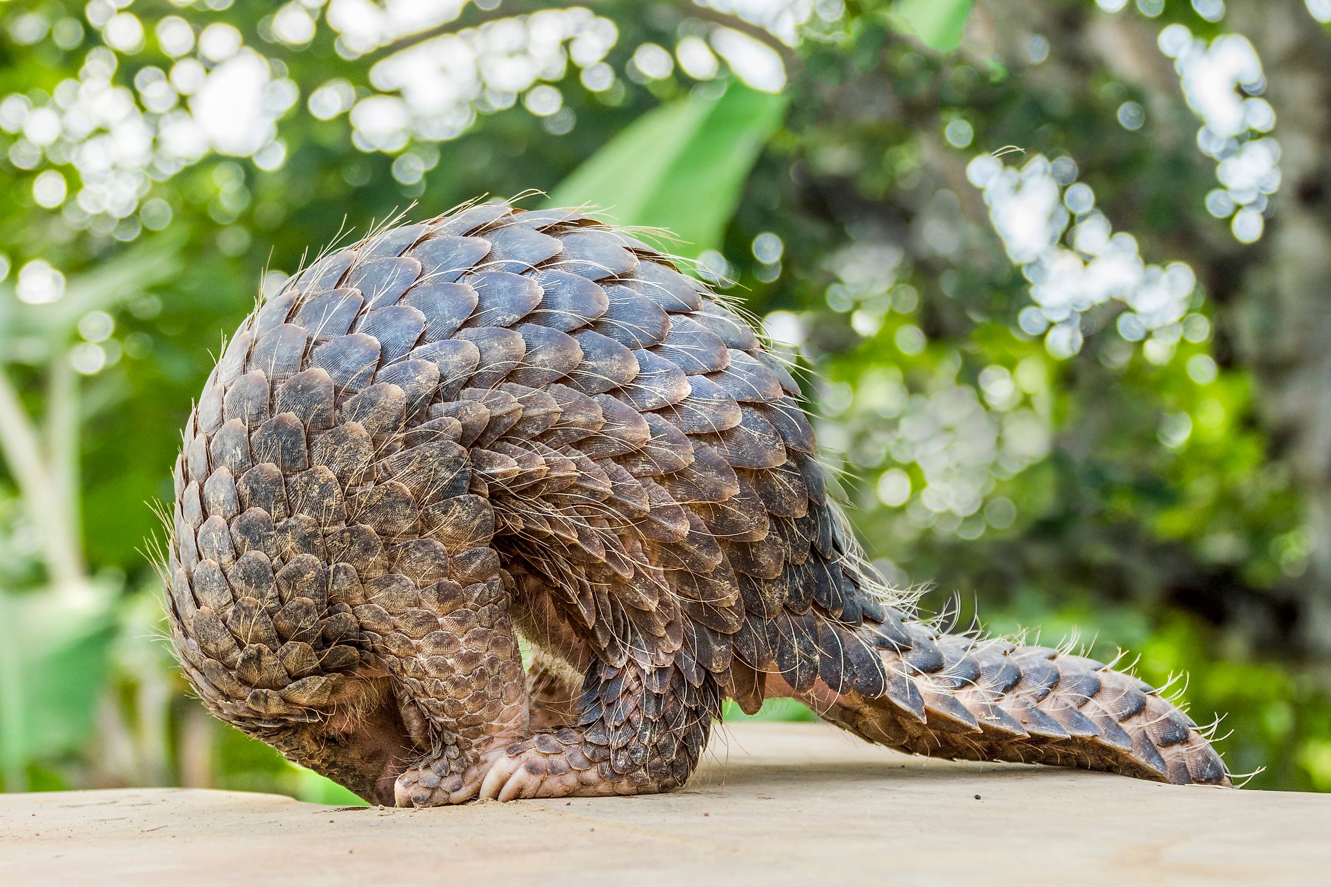 Pangolin on a rock. 