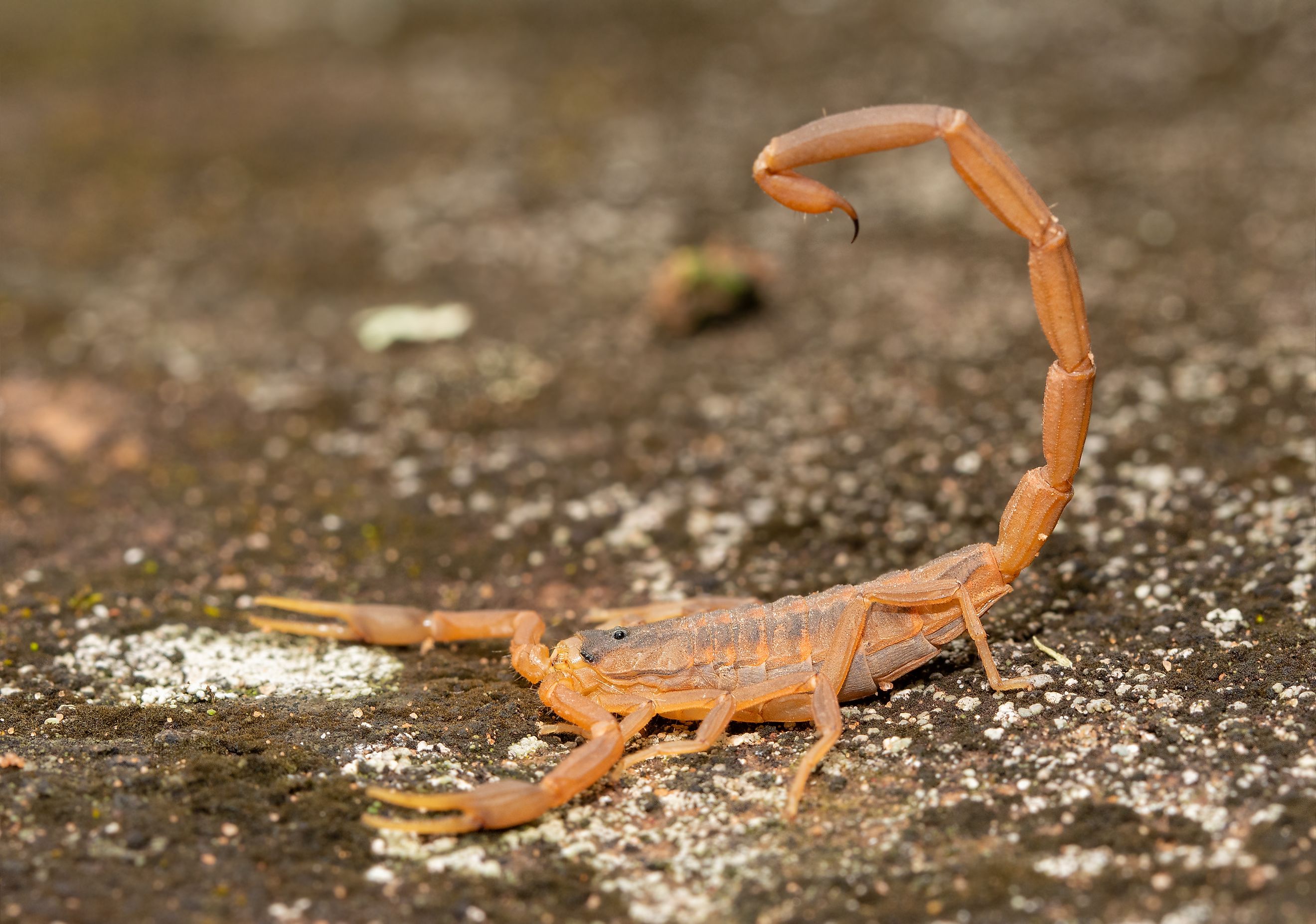 A striped bark scorpion (Centruroides vittatus)