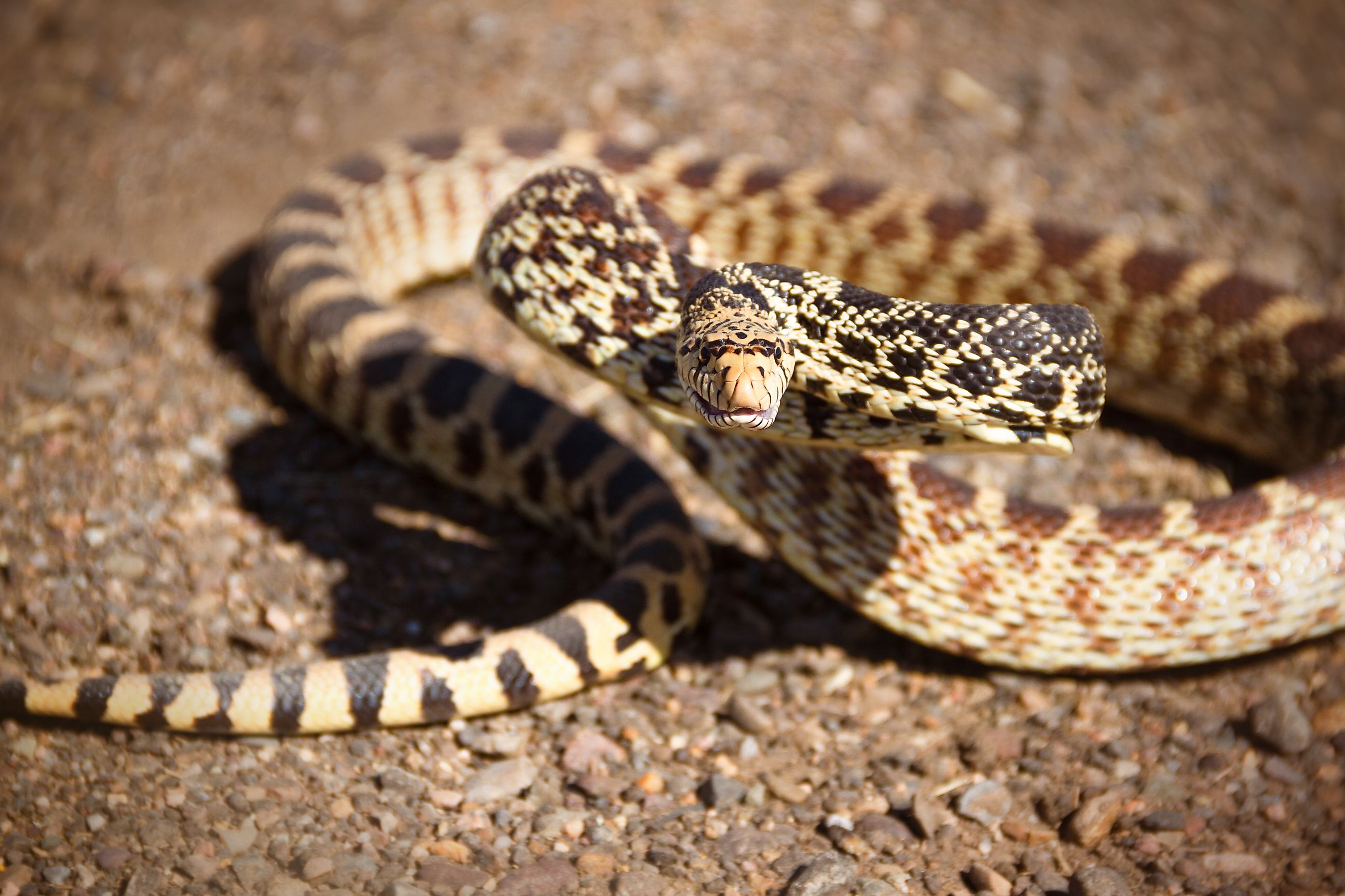 Up close view of a Bull snake posed and ready to strike. 