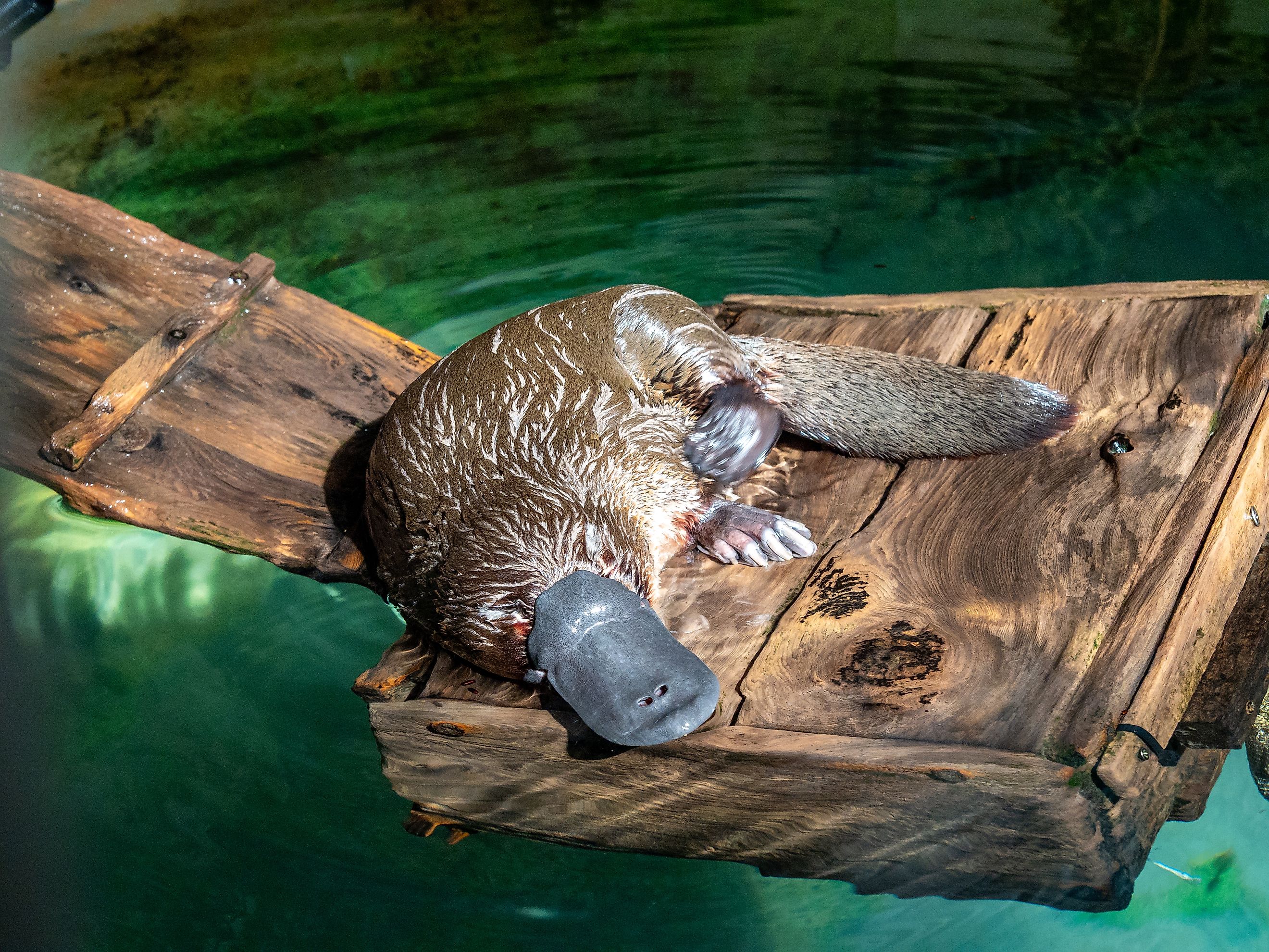 A platypus (Ornithorhynchus anatinus)